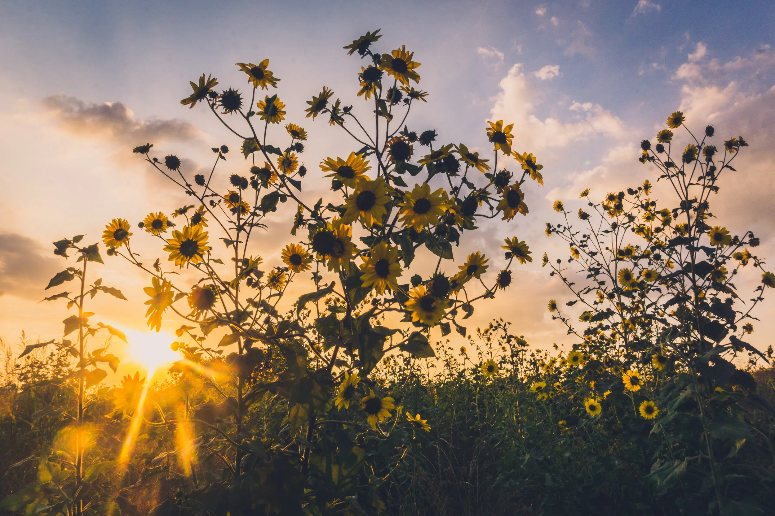 sunflowers i-35 June 10.jpg