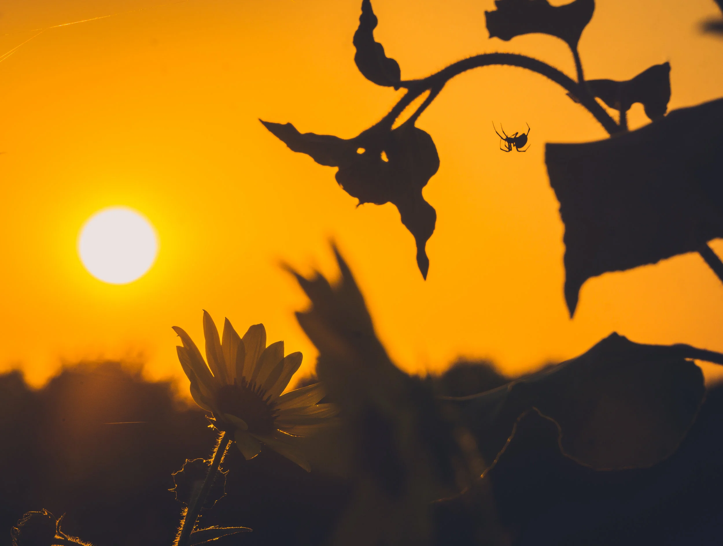 Sunflowers (And Spider)