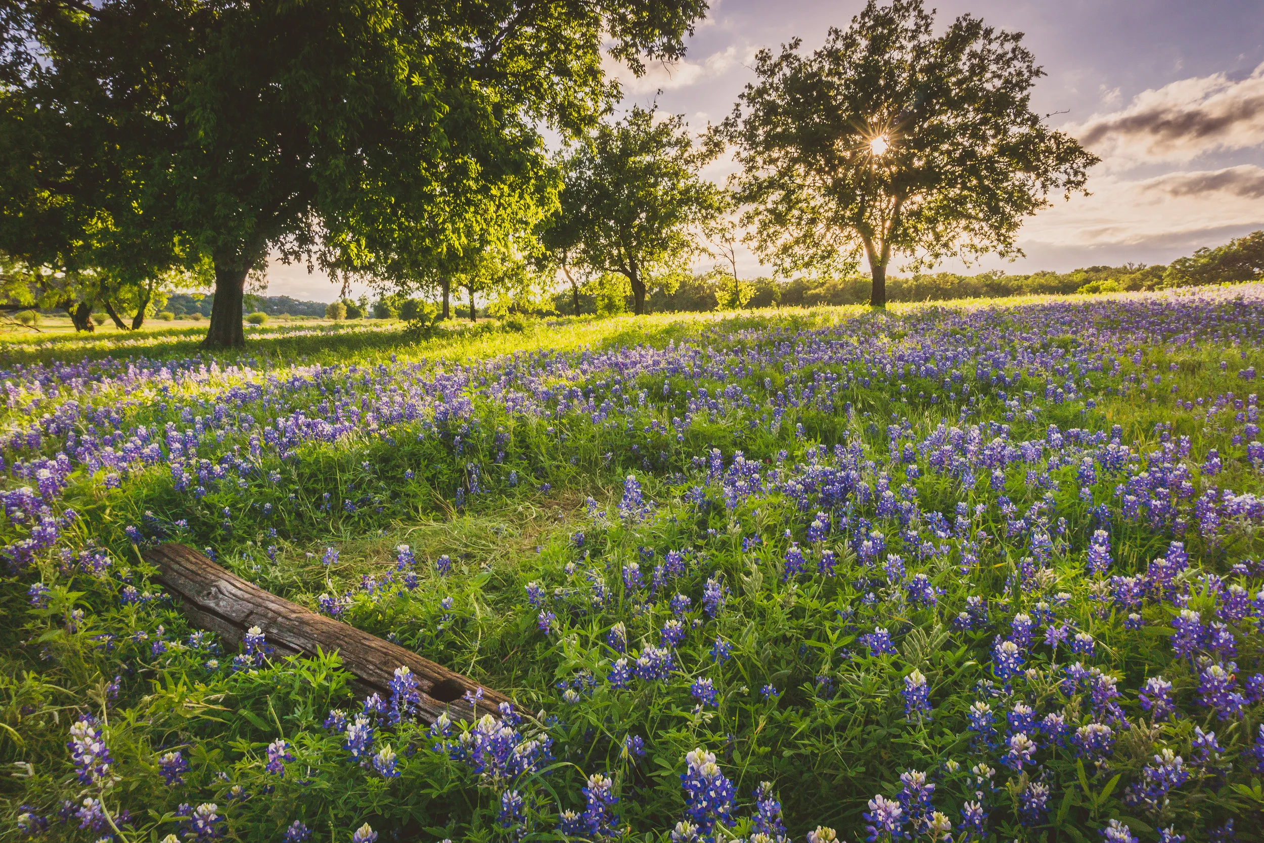 turkey run bluebonnets post sunburst.jpg