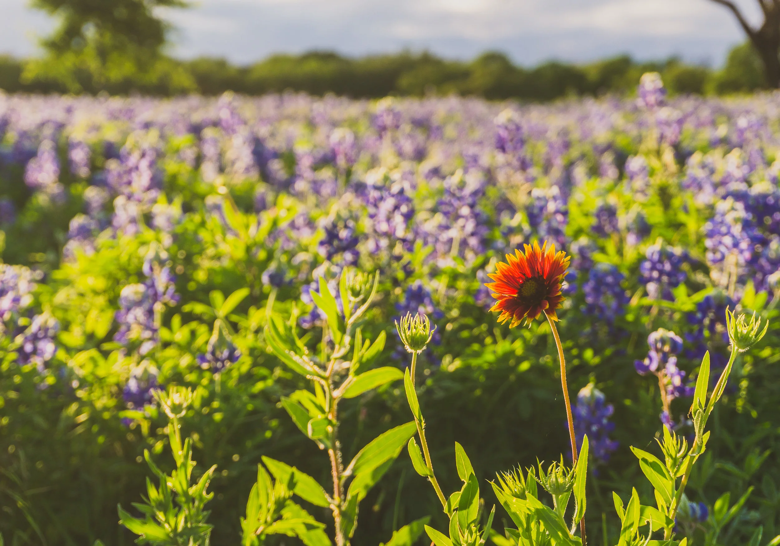 turkey run bluebonnets red flower 2.jpg