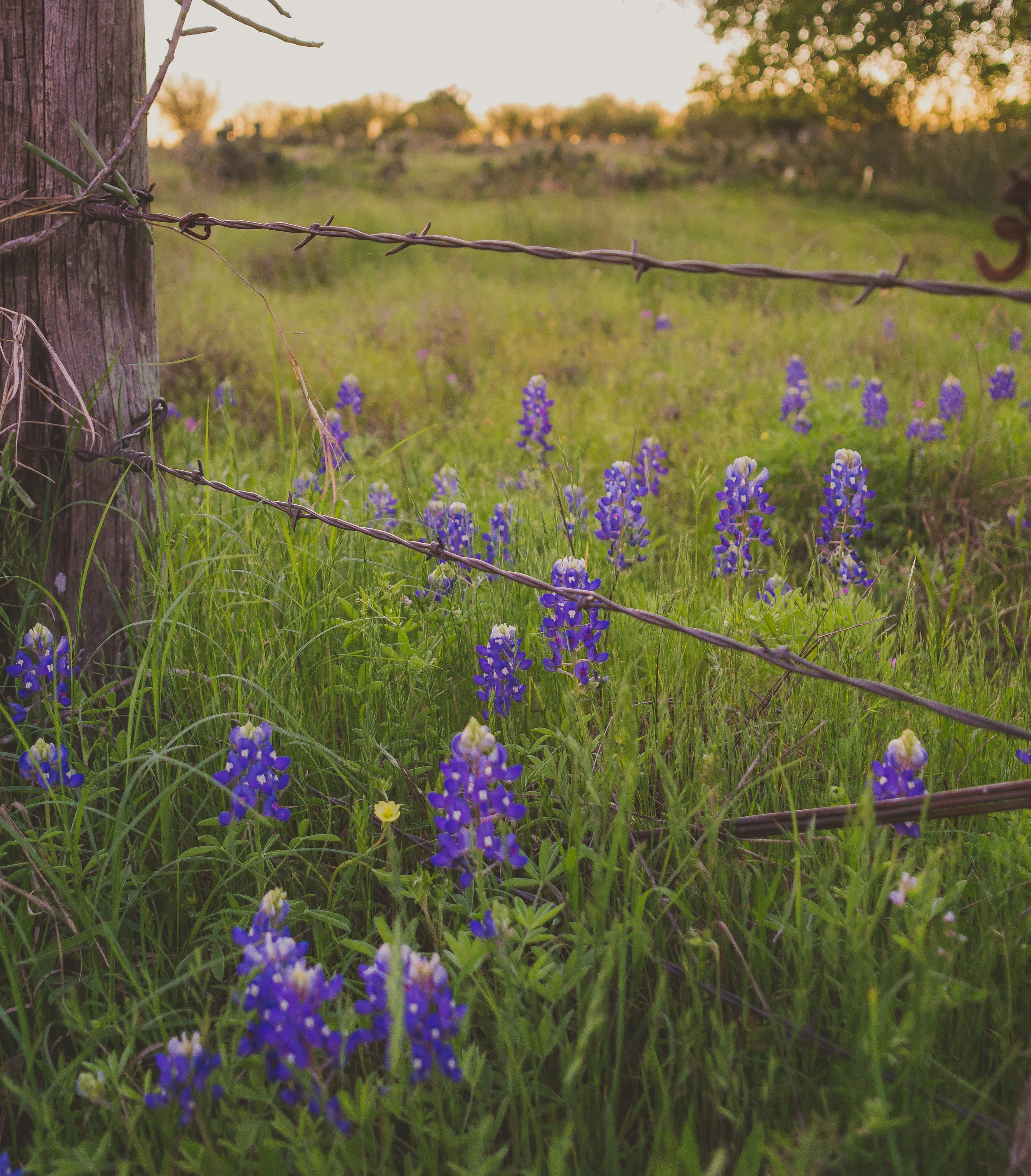 bluebonnets turkey run -9.jpg