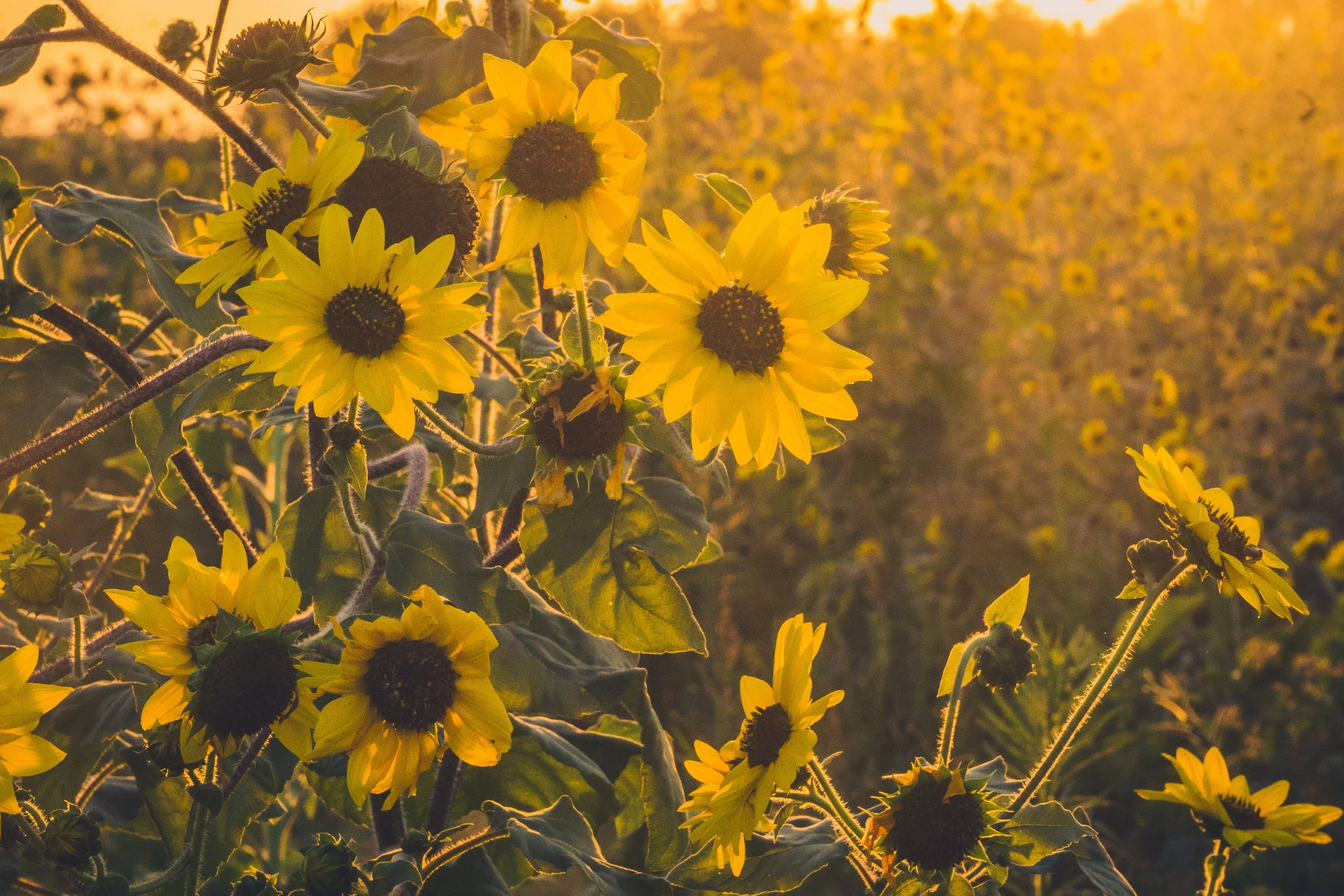 sunflowers i-35 June-1.jpg