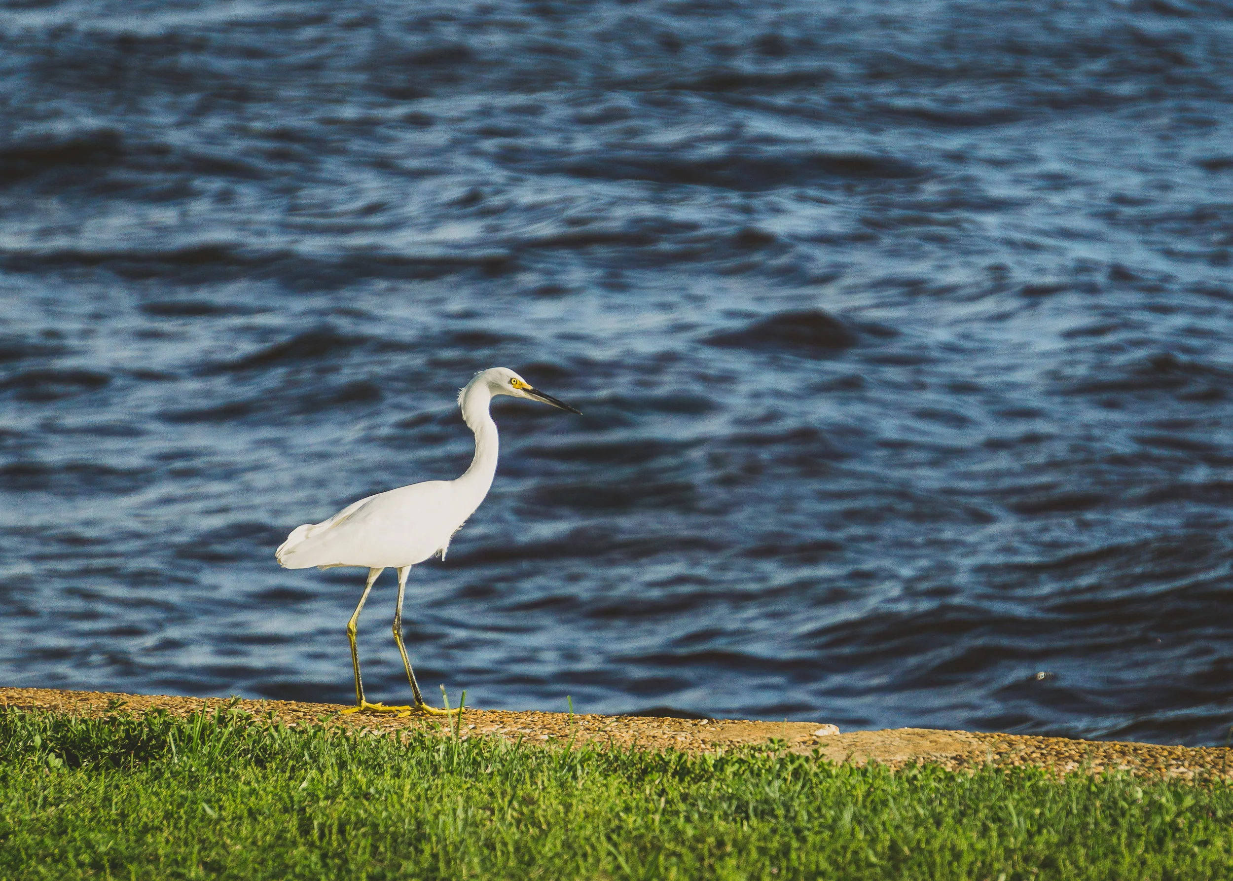 st. pete oct 7 egret.jpg
