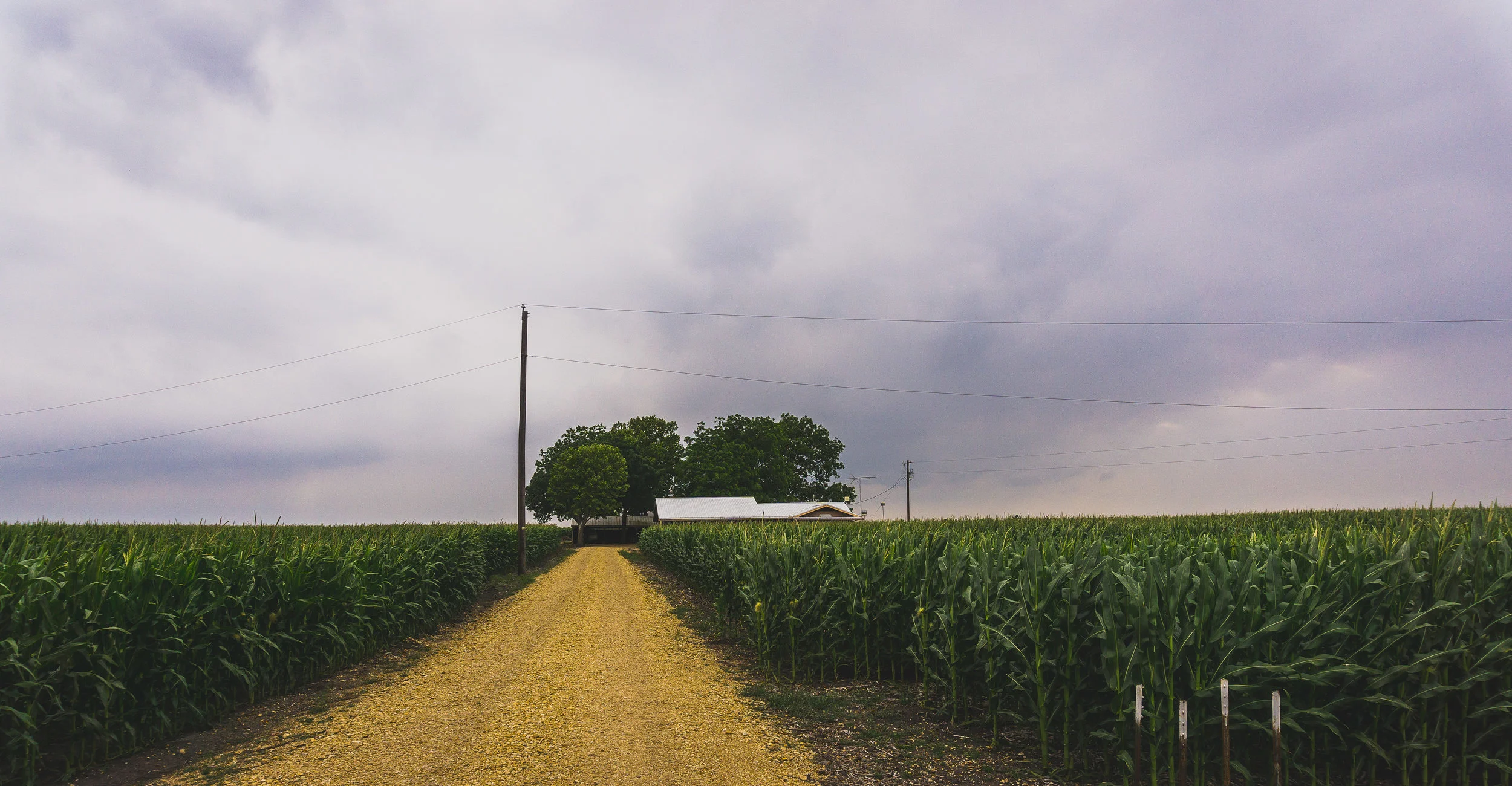 corn islands taylor tx.jpg