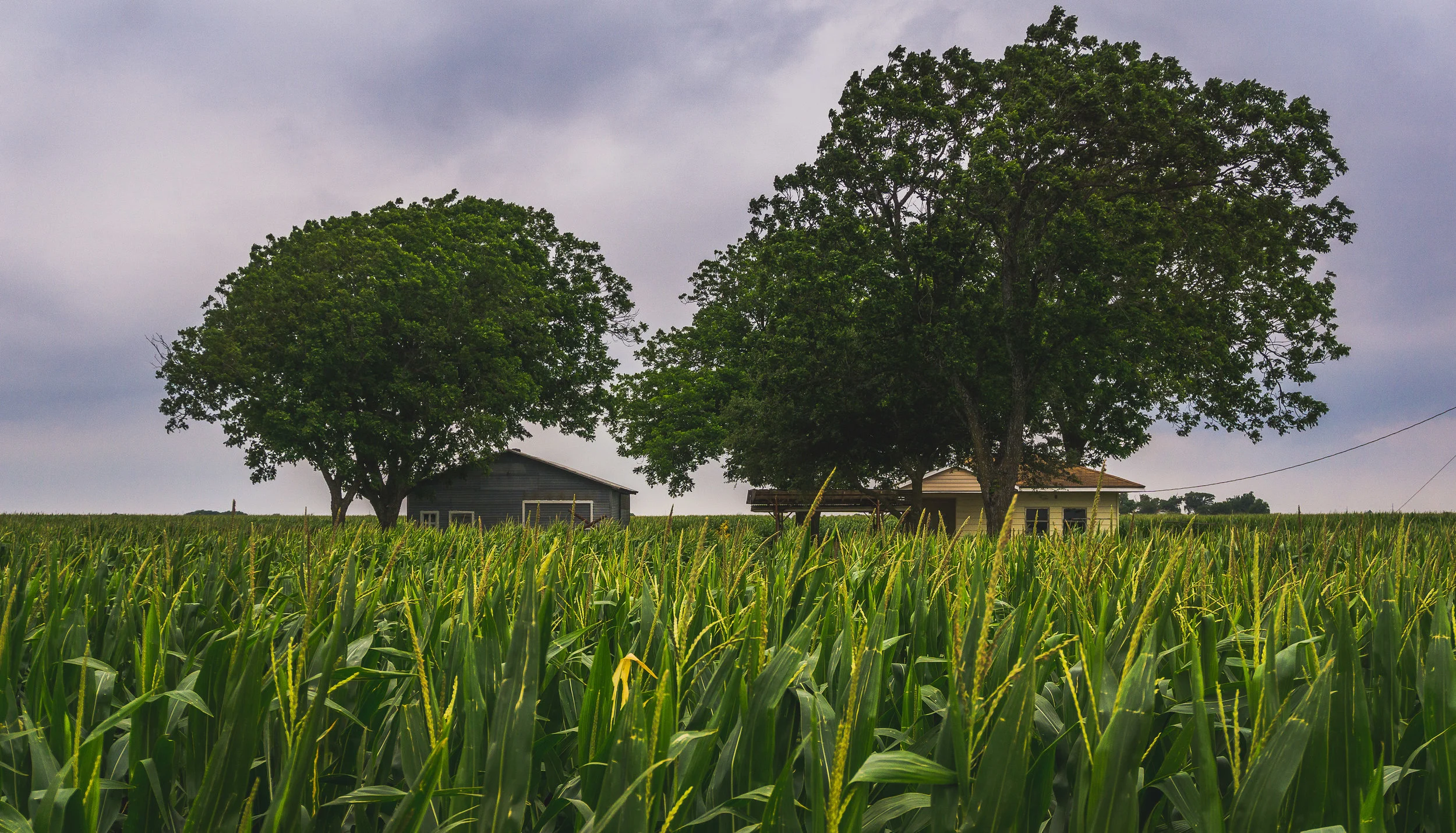 corn islands taylor tx-2.jpg
