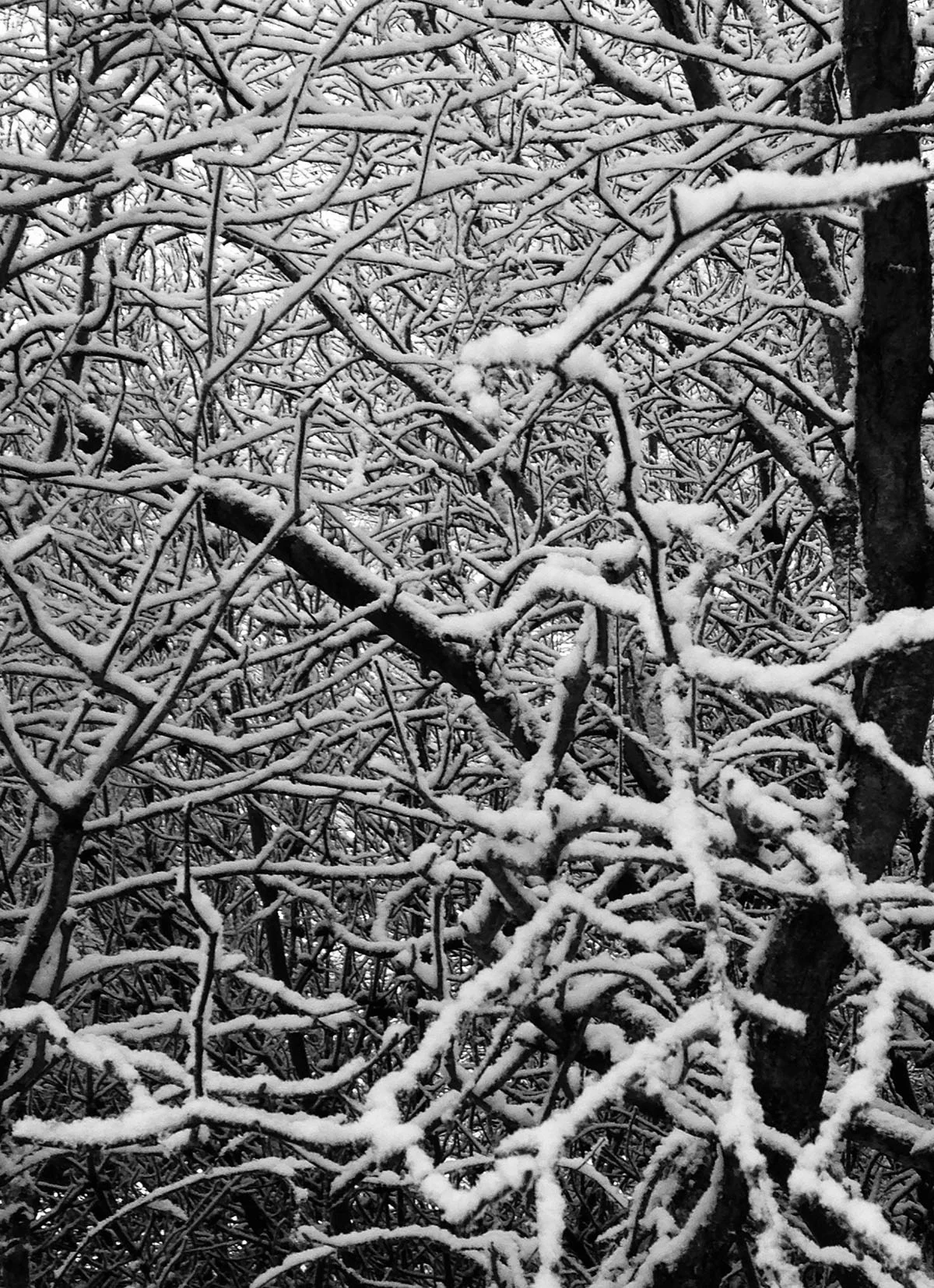 snow.jpg