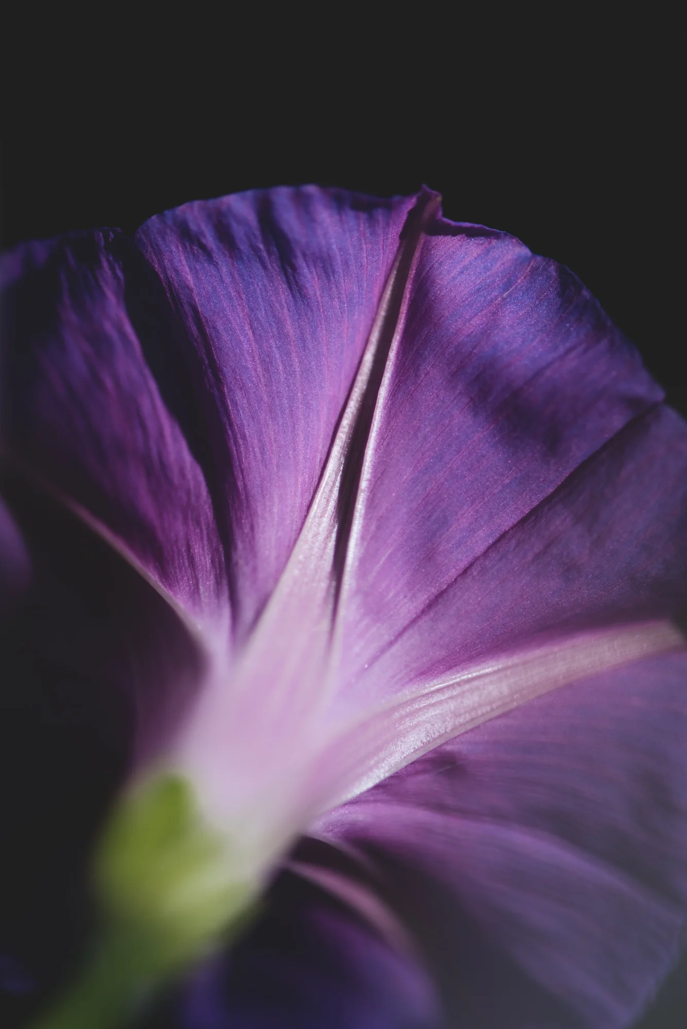 Flowers-4038.jpg