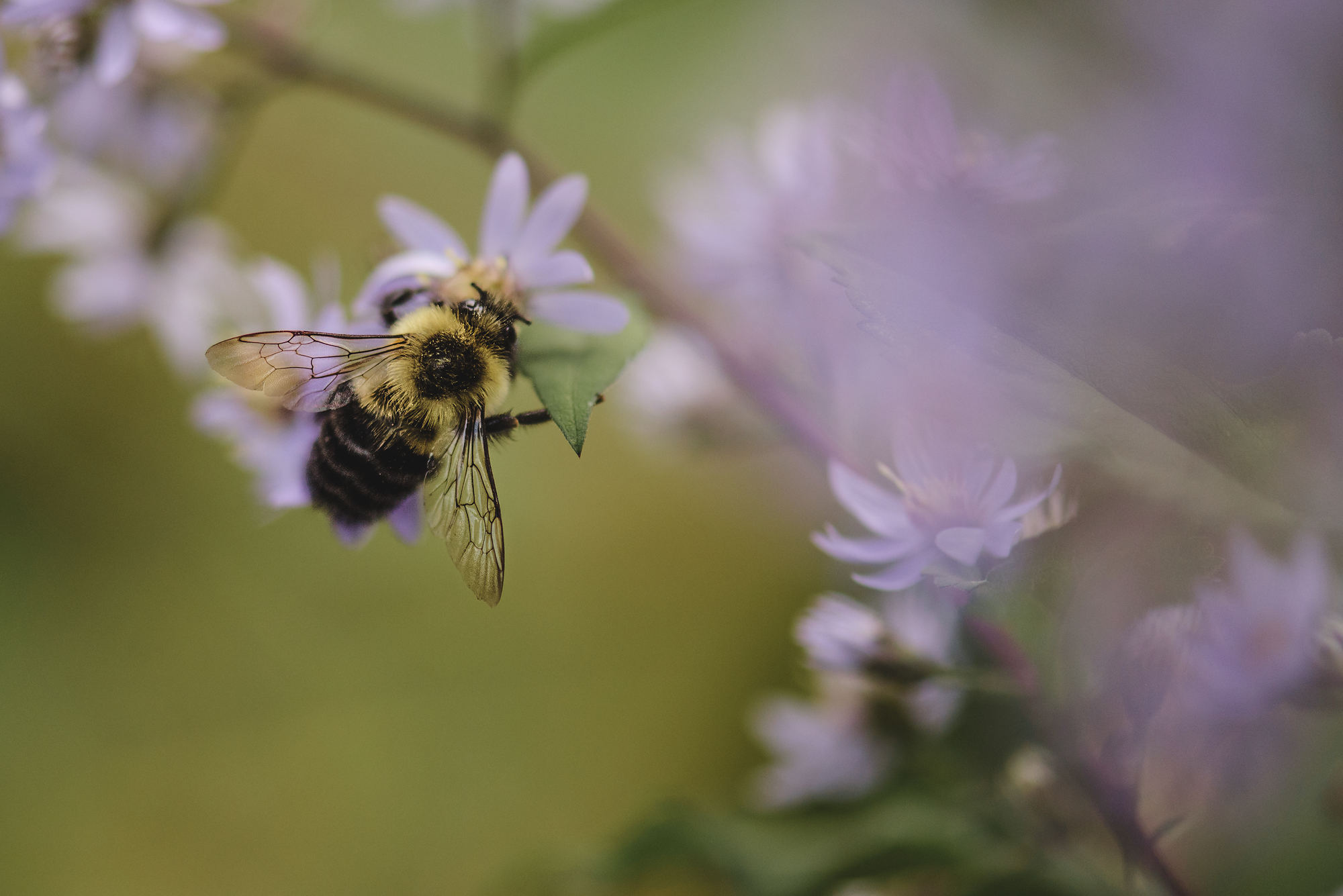 Bees-5346.png