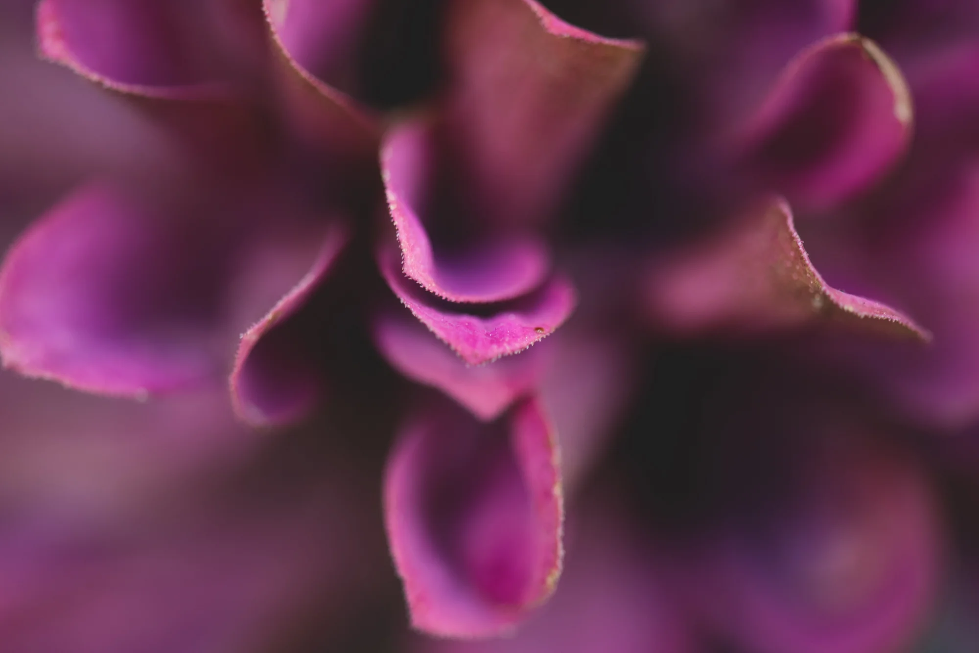 Flowers-4039.jpg