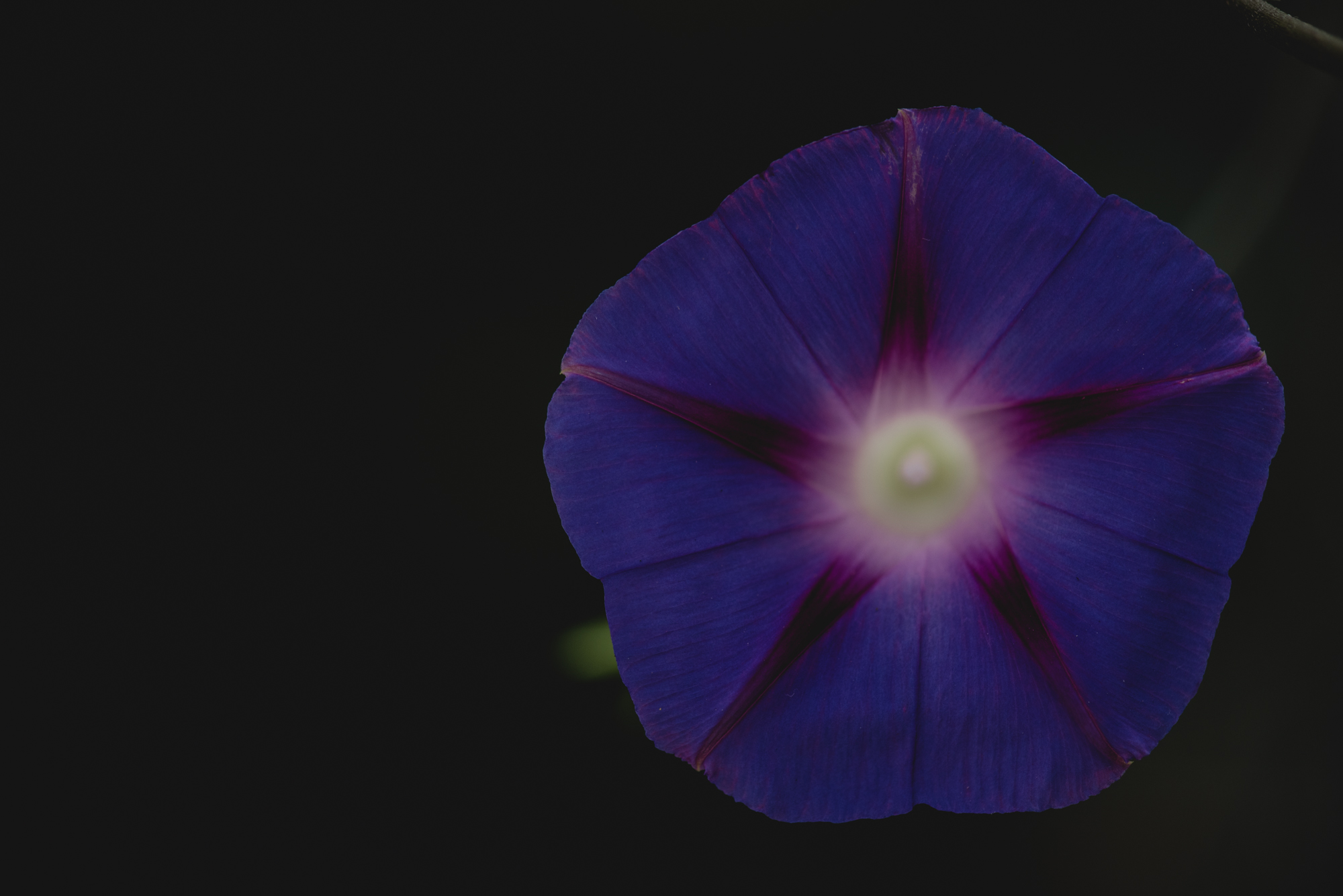 Flowers-4445.jpg