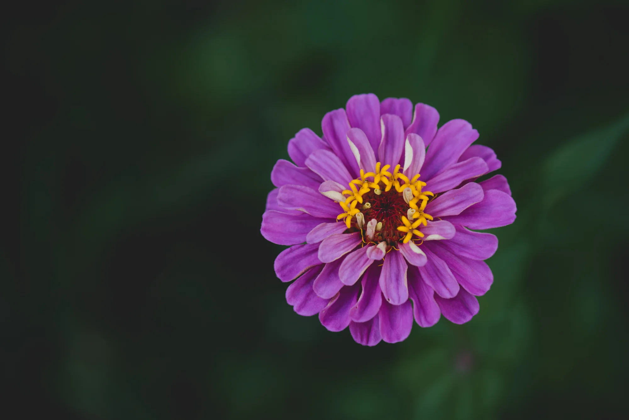 Flowers-4042.jpg