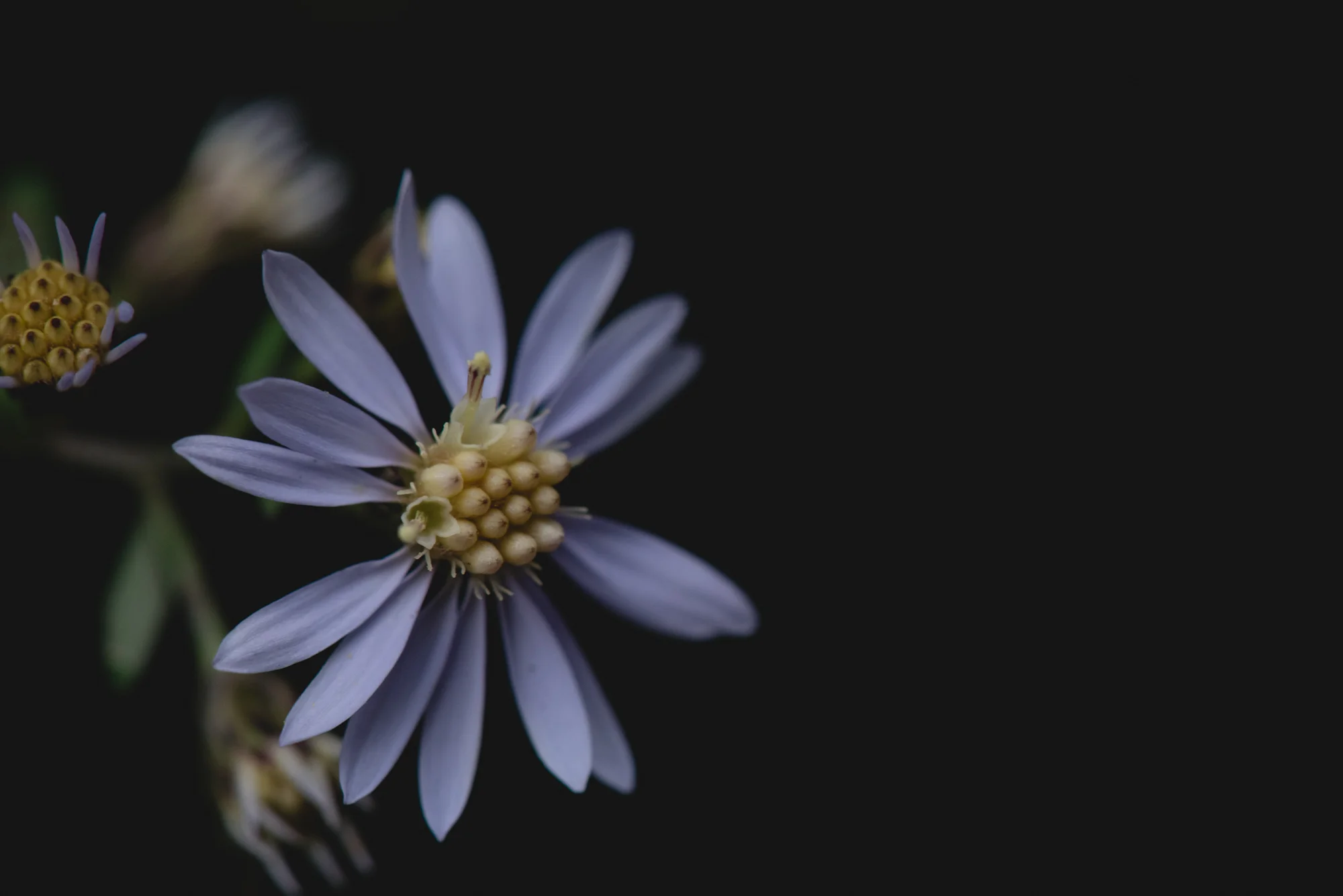 Flowers-4460.jpg