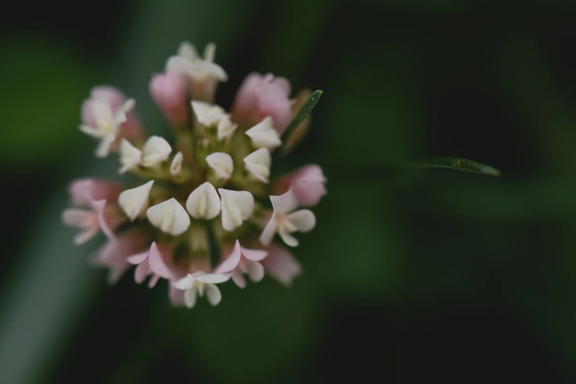 Flowers-4465.jpg
