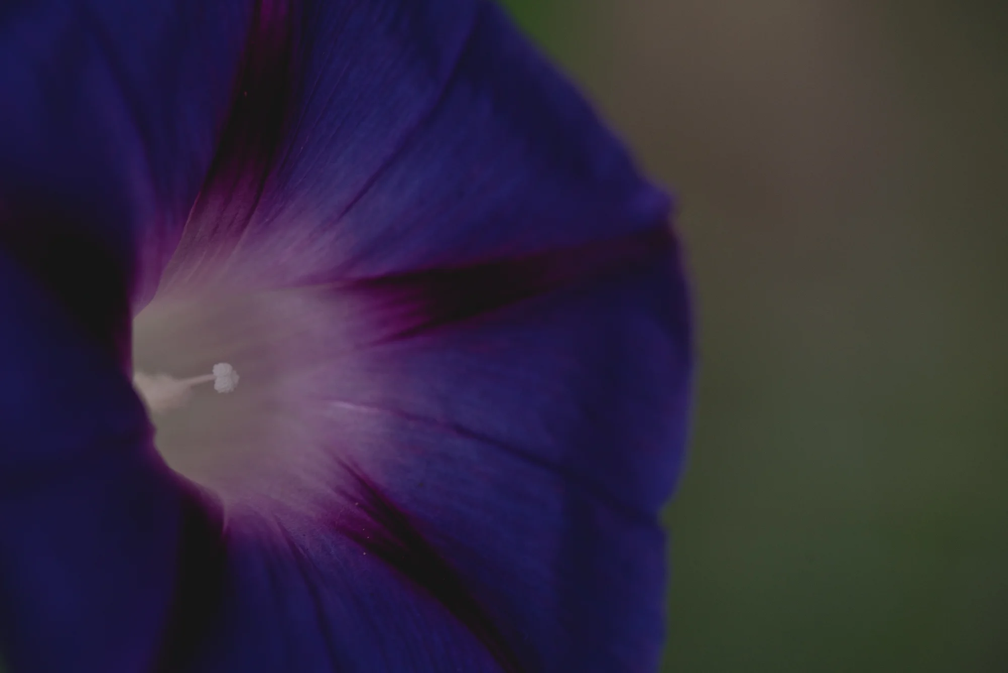 Flowers-4454.jpg