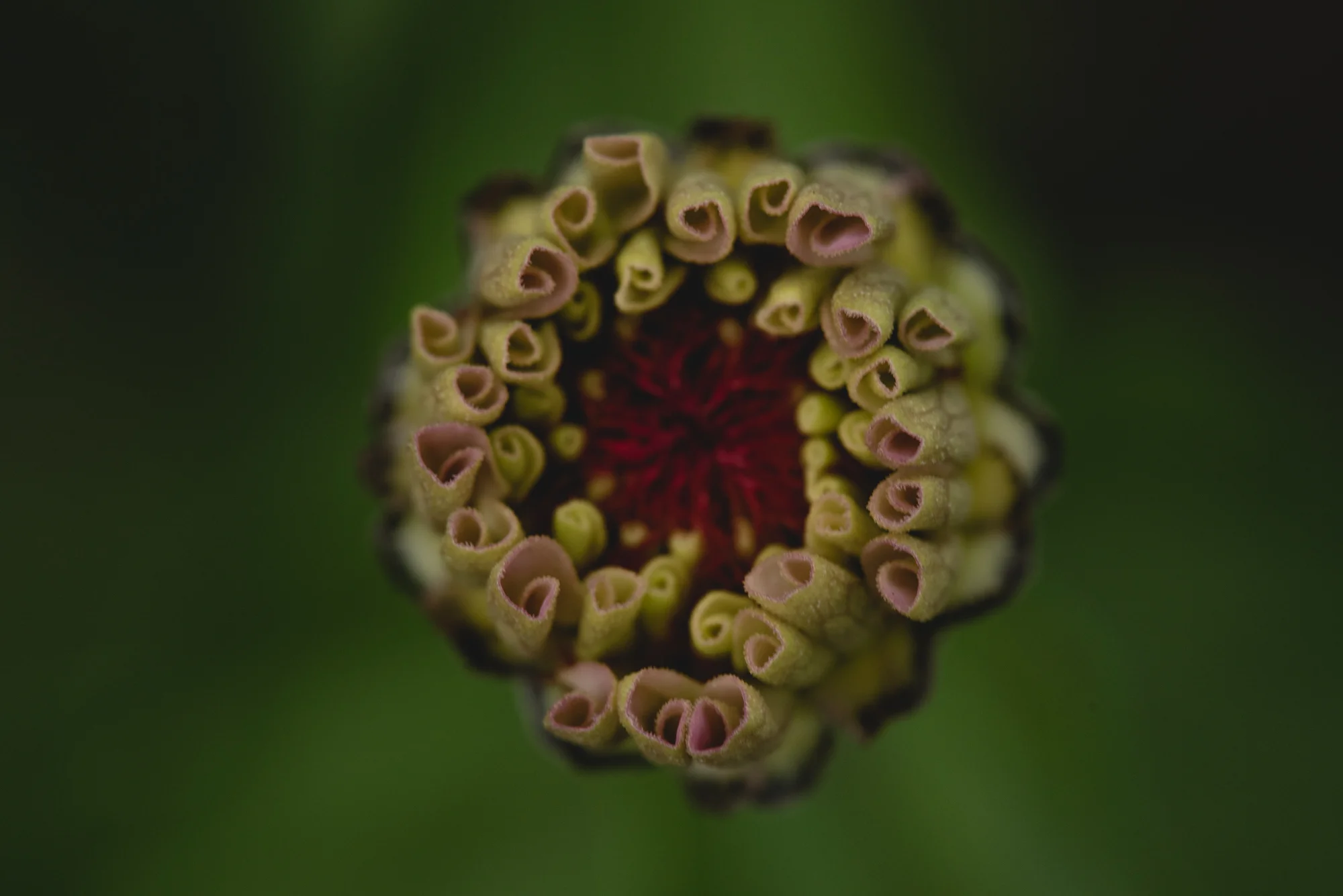 Flowers-4468.jpg