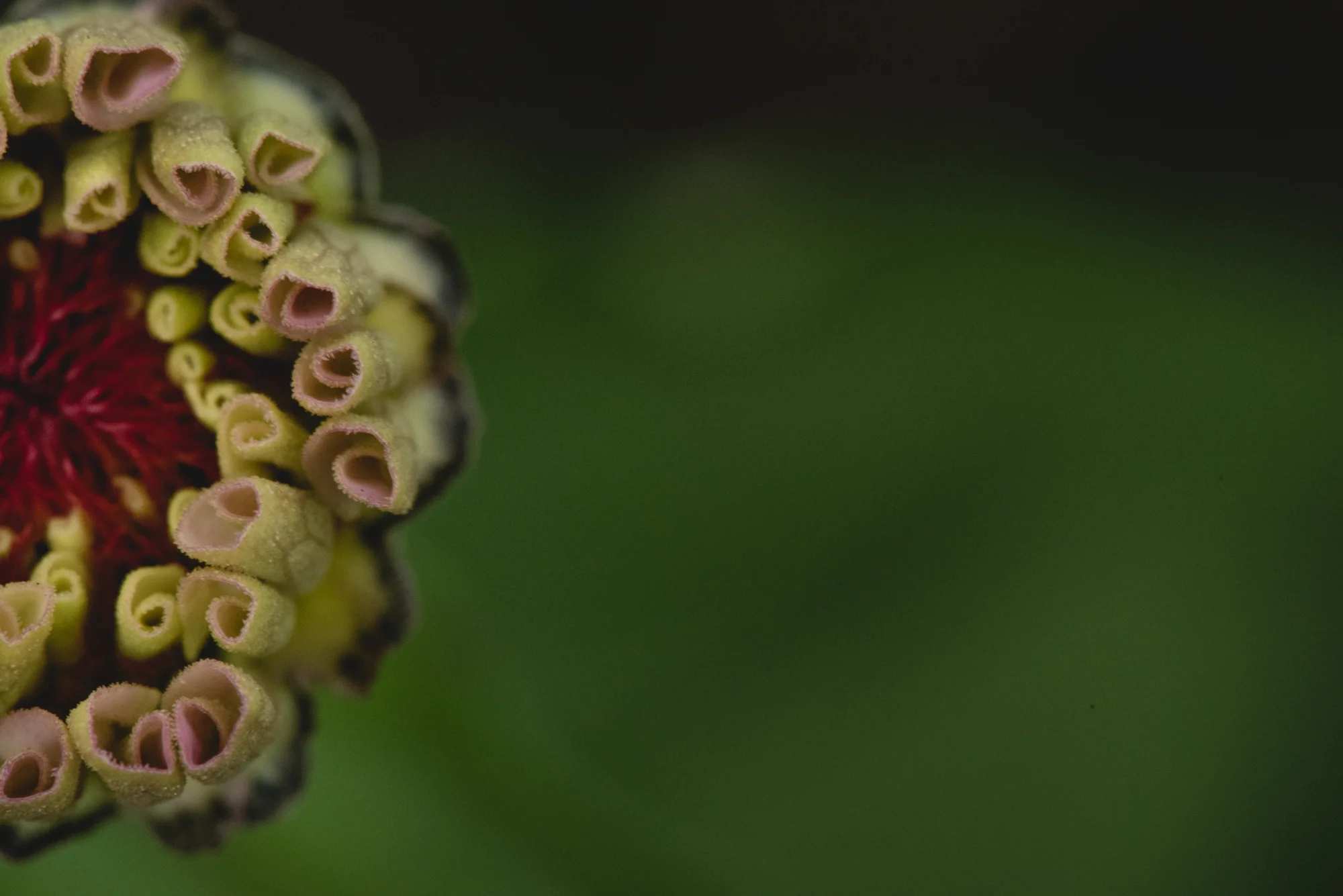 Flowers-4473.jpg