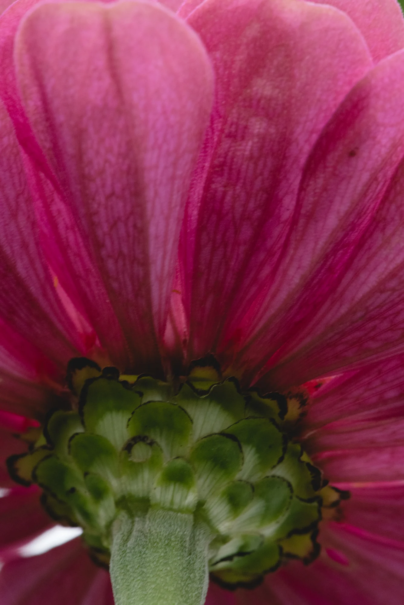 Flowers-4474.jpg