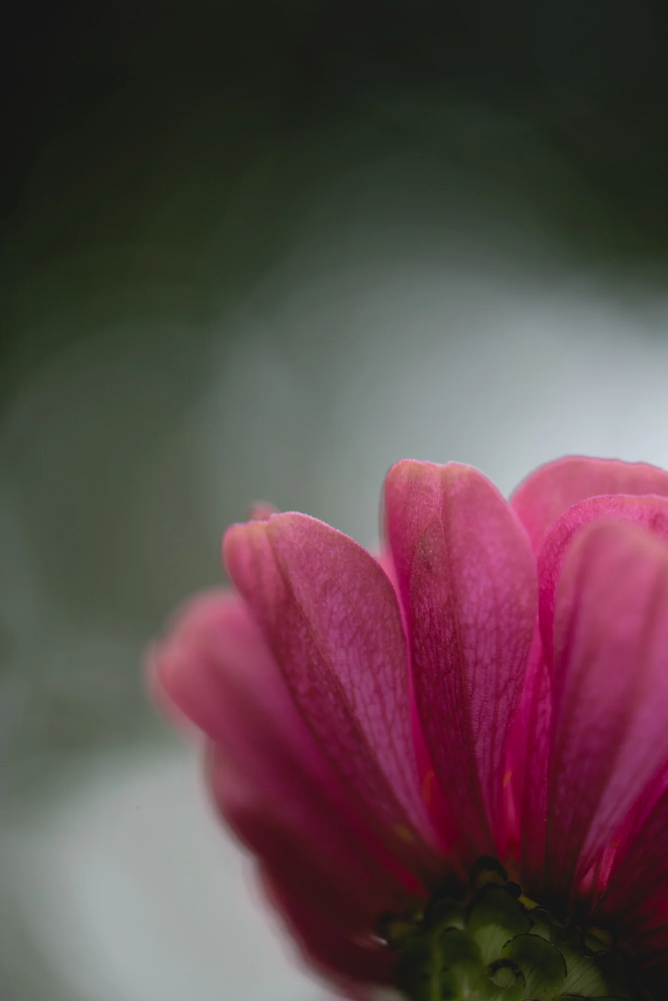 Flowers-4476.jpg