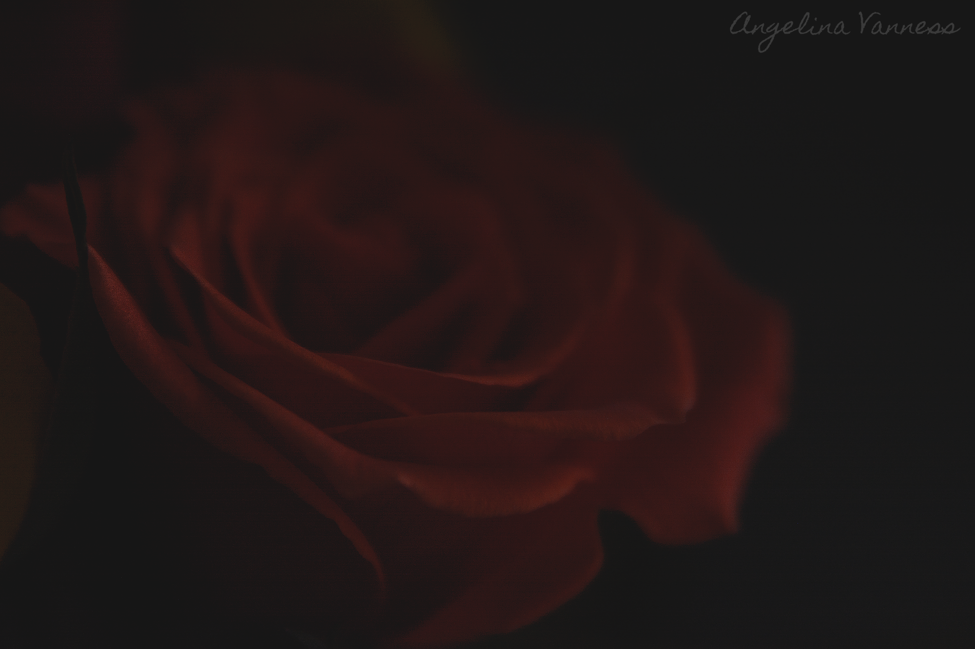 Flowers-4708.png
