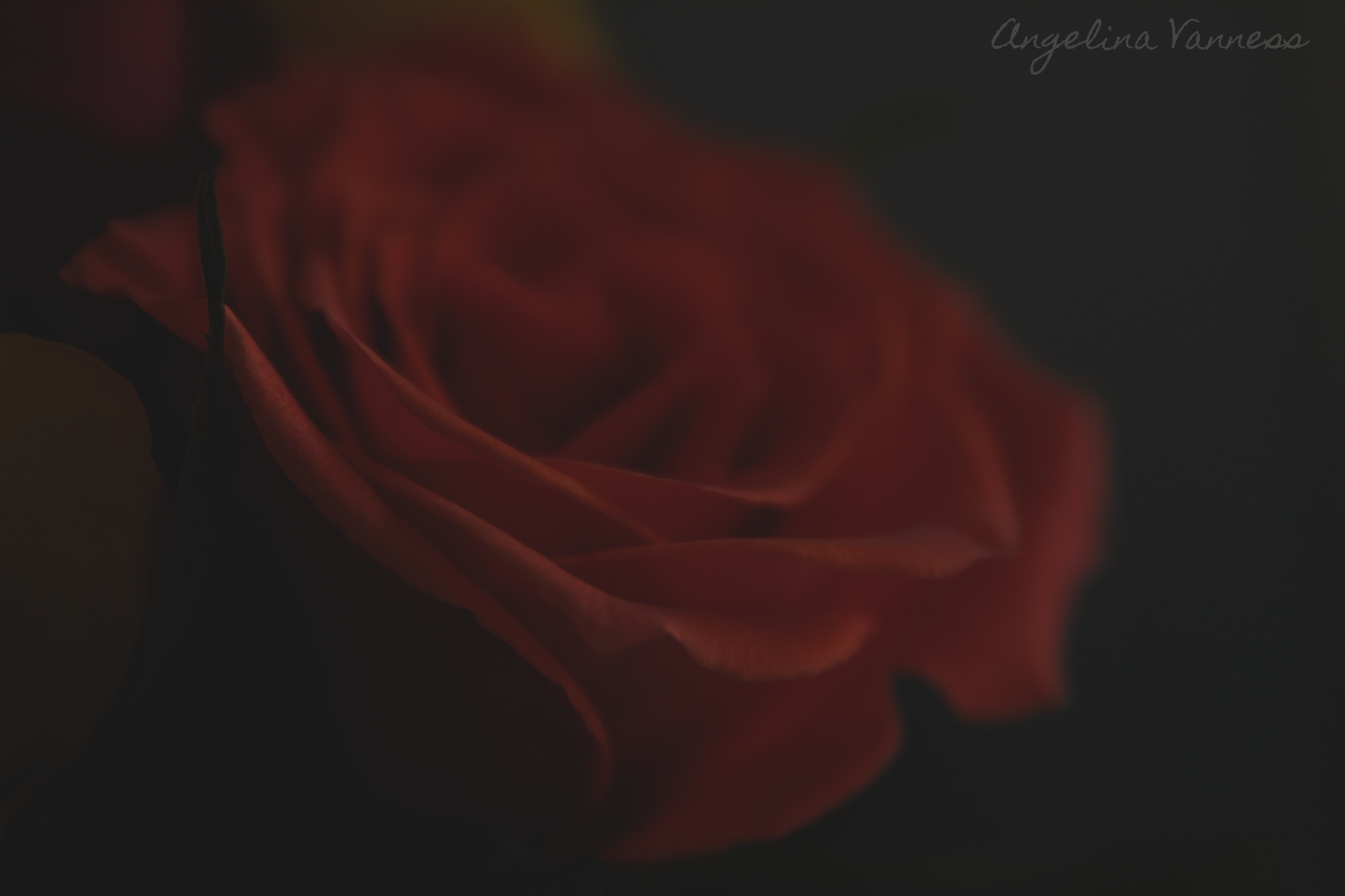 Flowers-4709.png