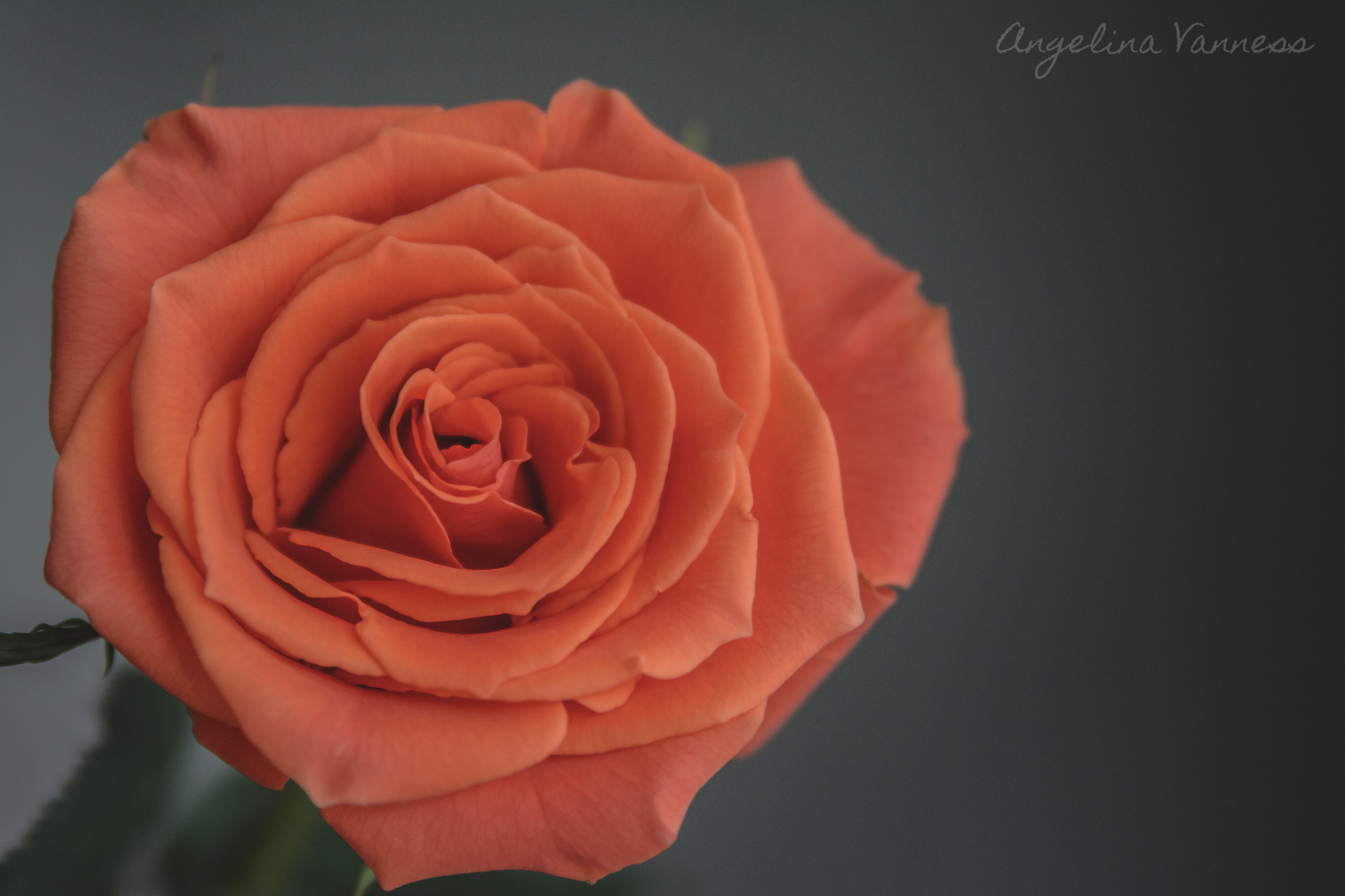 Flowers-4717.png