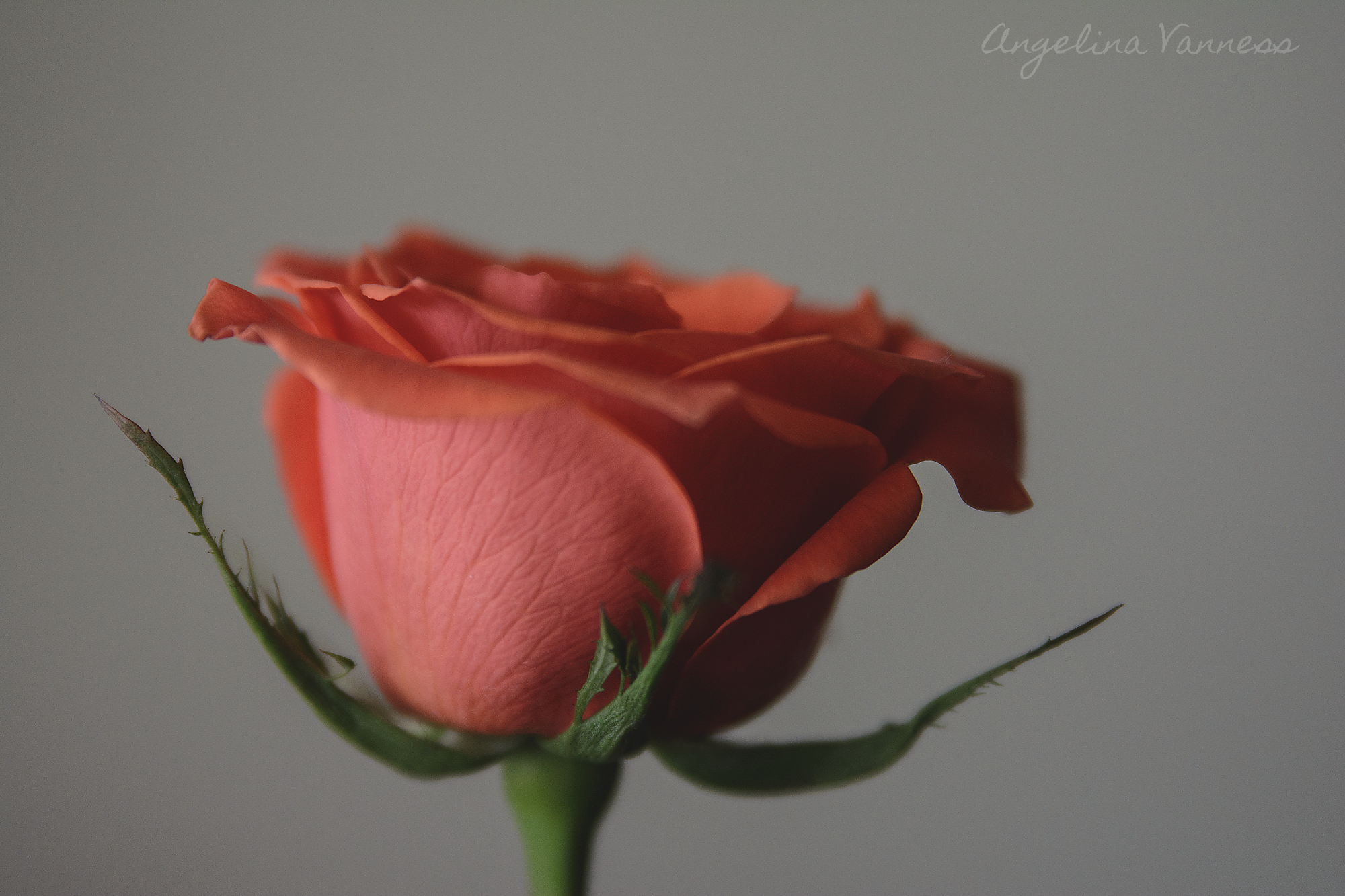 Flowers-4722.png