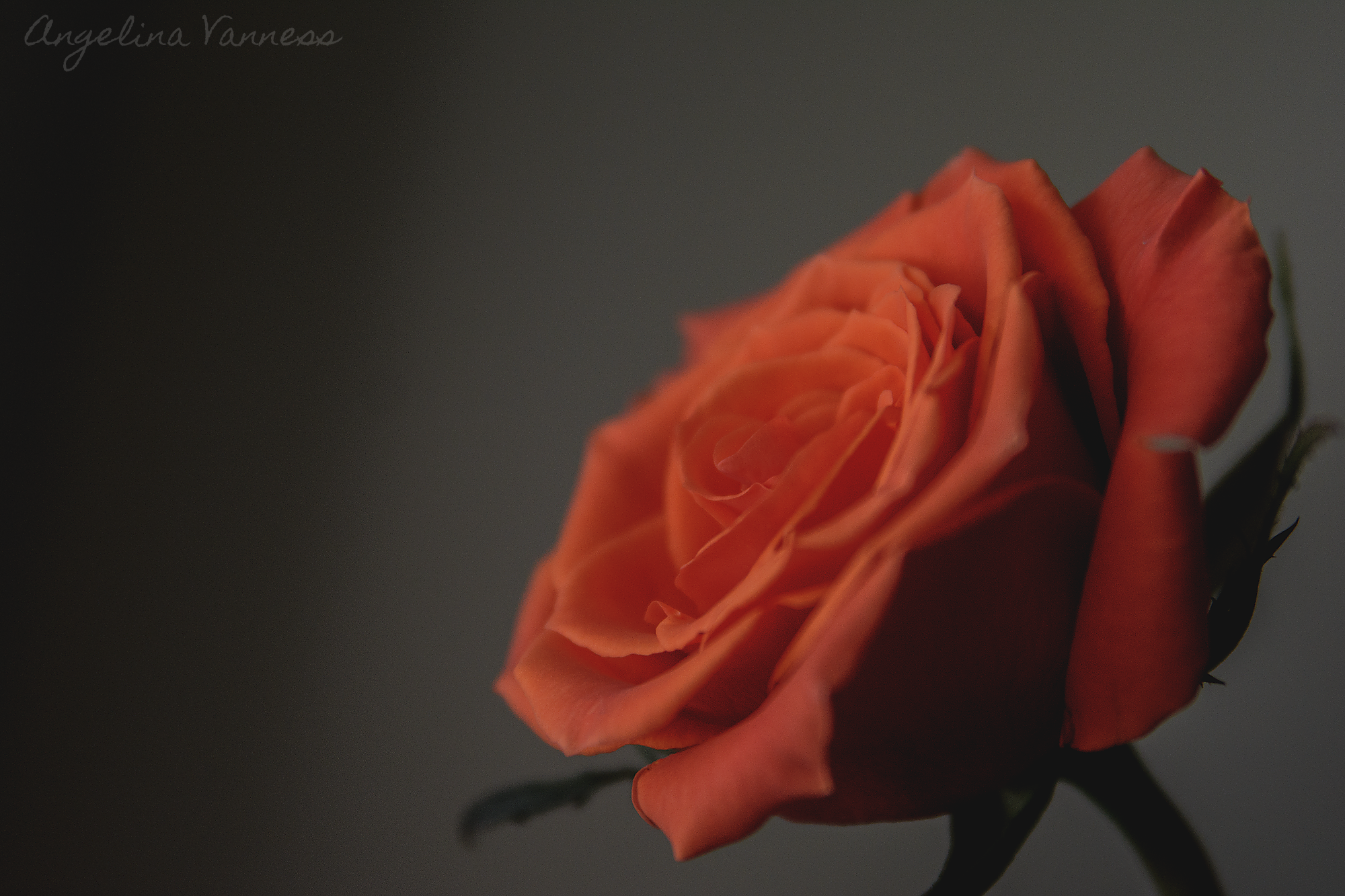 Flowers-4726.png