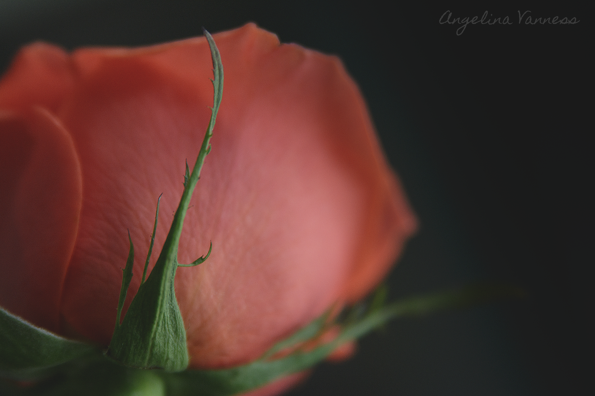 Flowers-4713.png