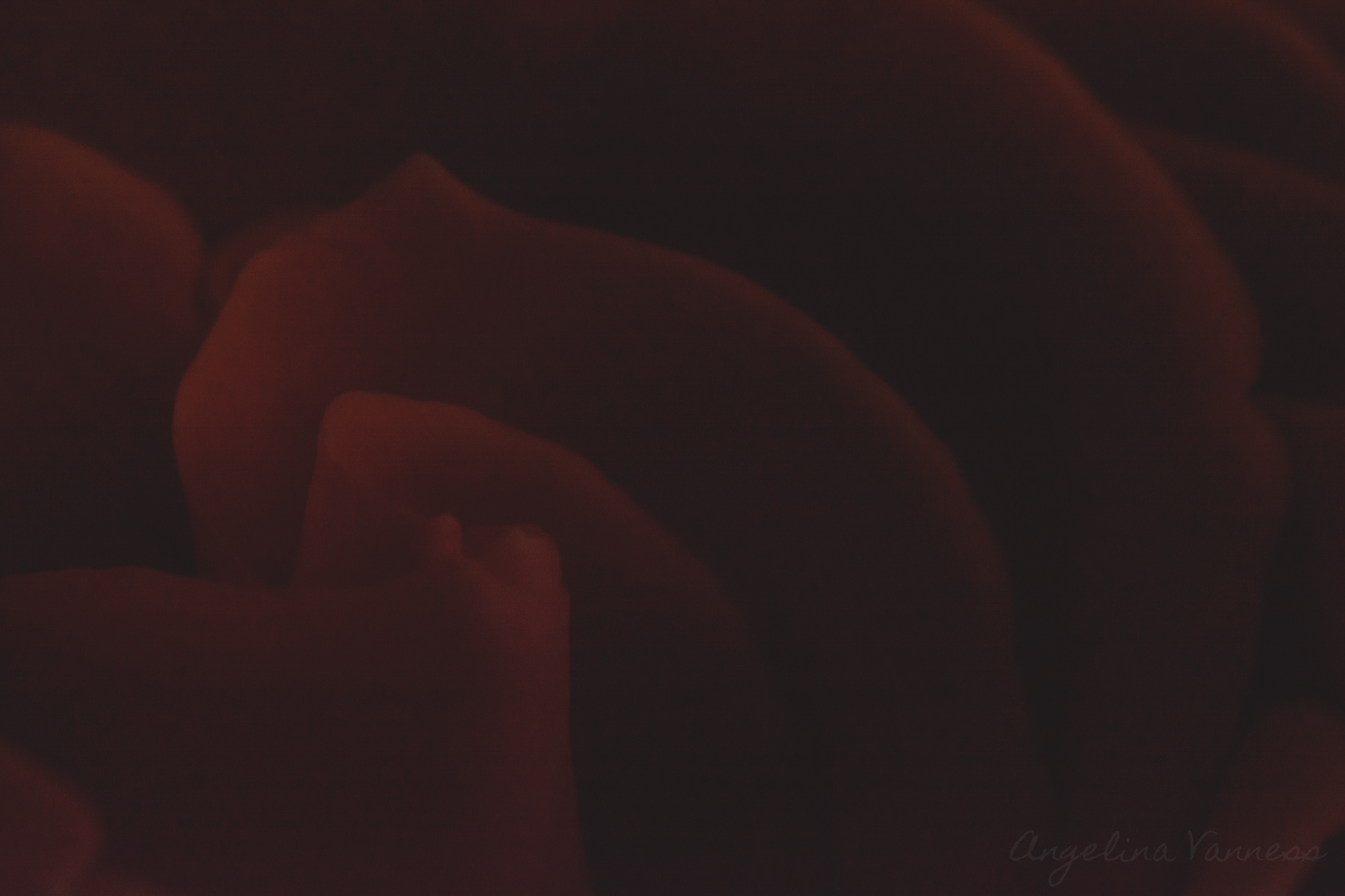 Flowers-4737.png