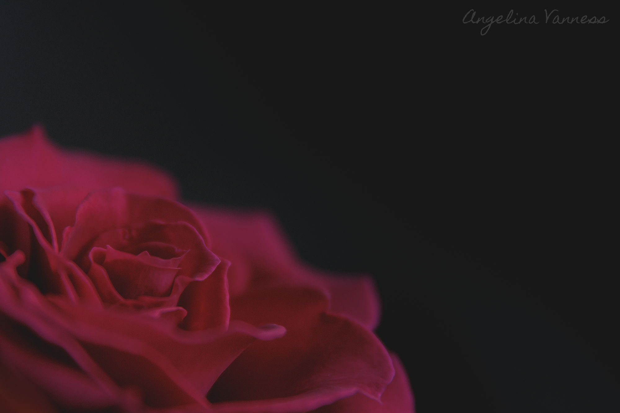 Flowers-4735.png