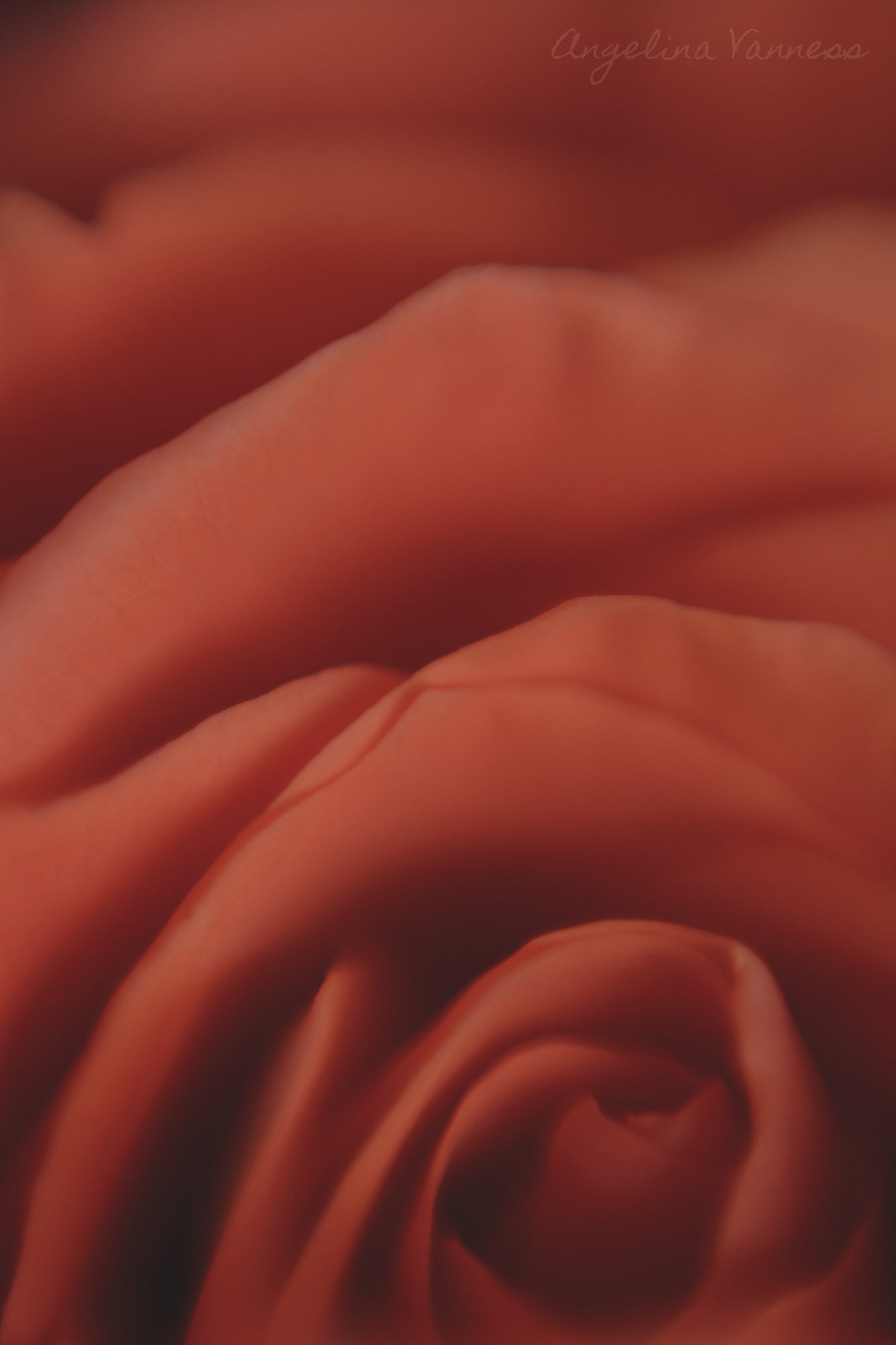 Flowers-4748.png