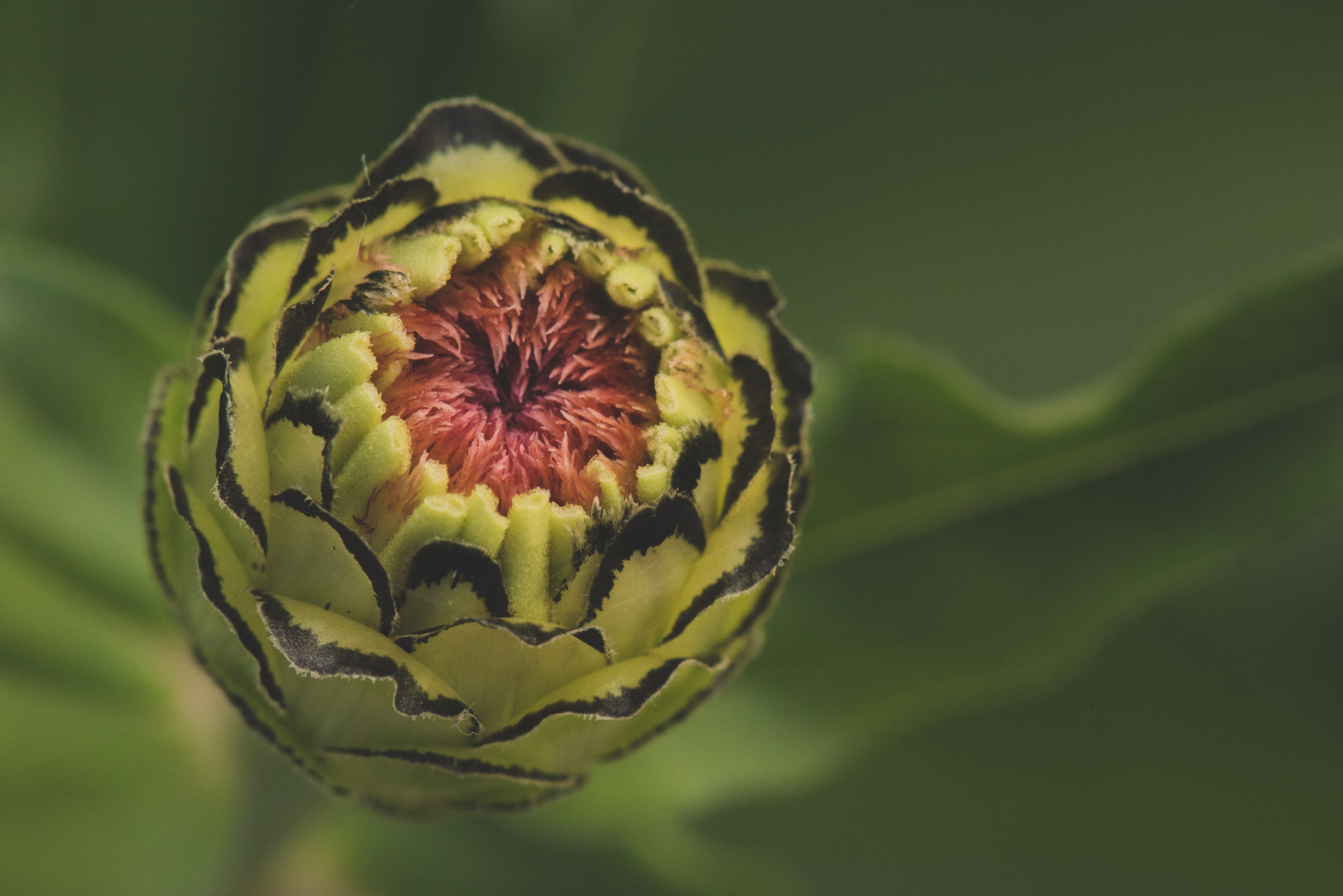 Flowers-4883.jpg