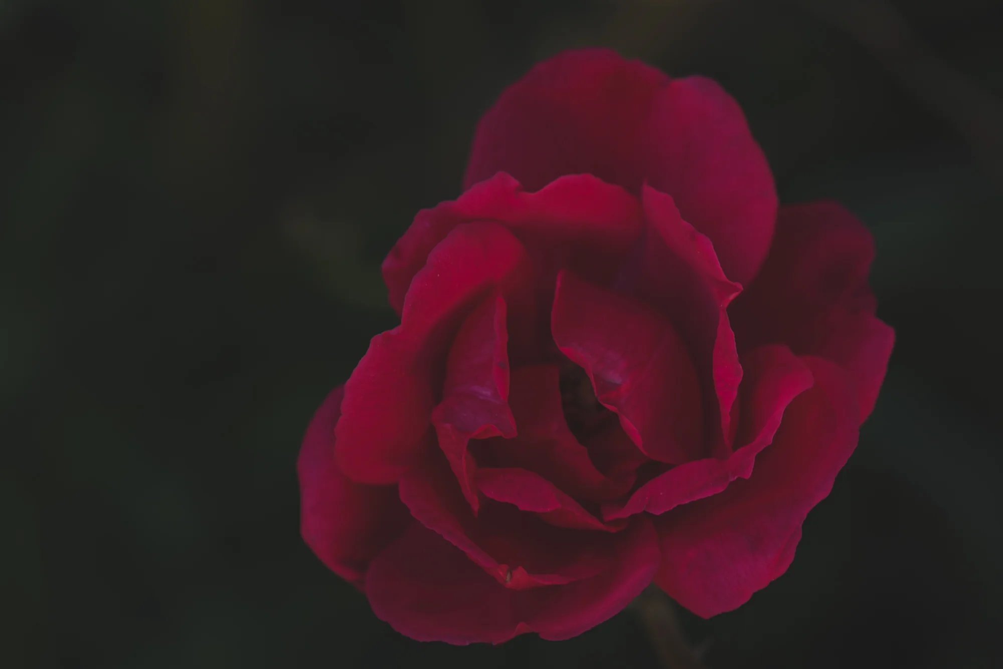 Flowers-4916.jpg