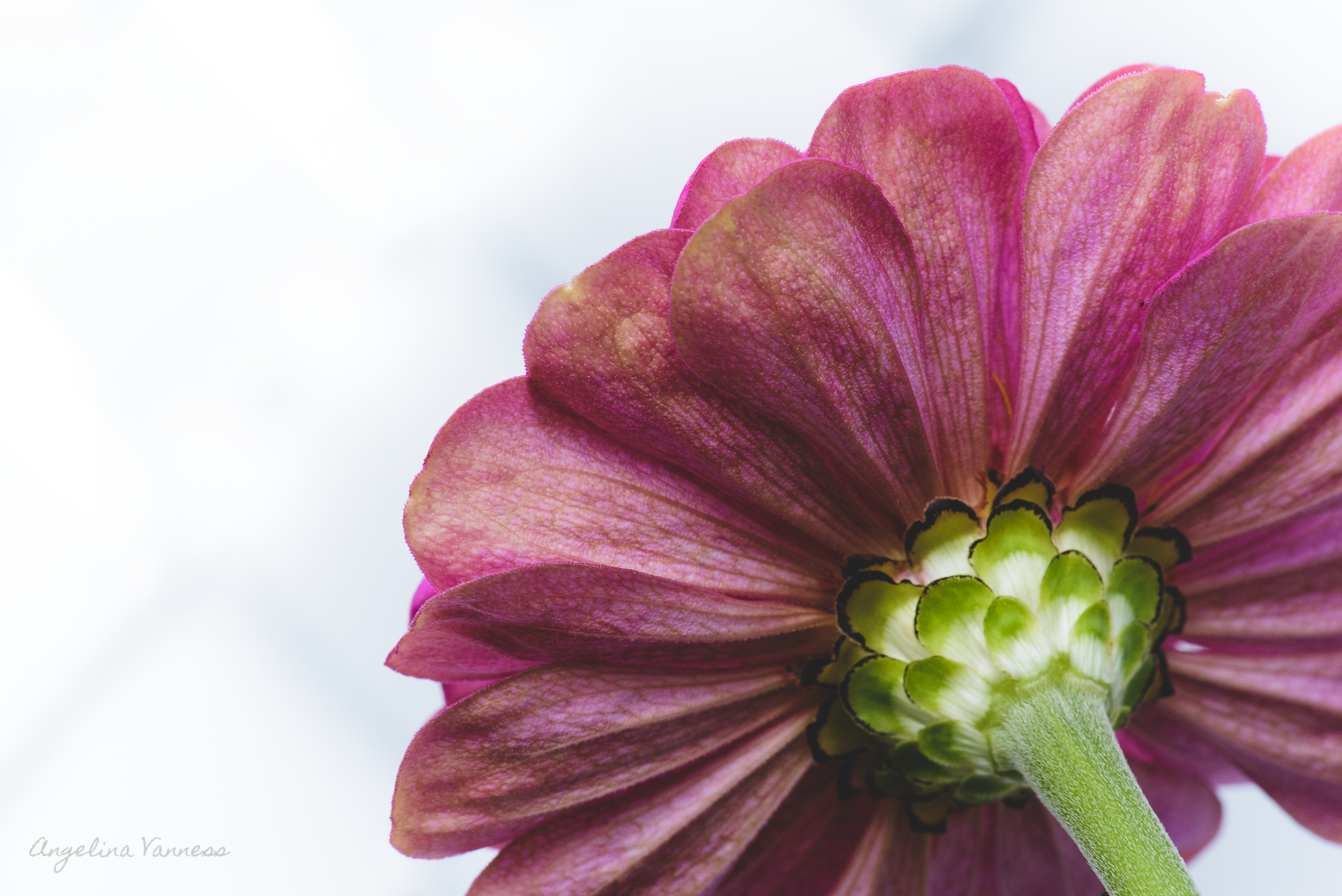 Flowers-5332.png