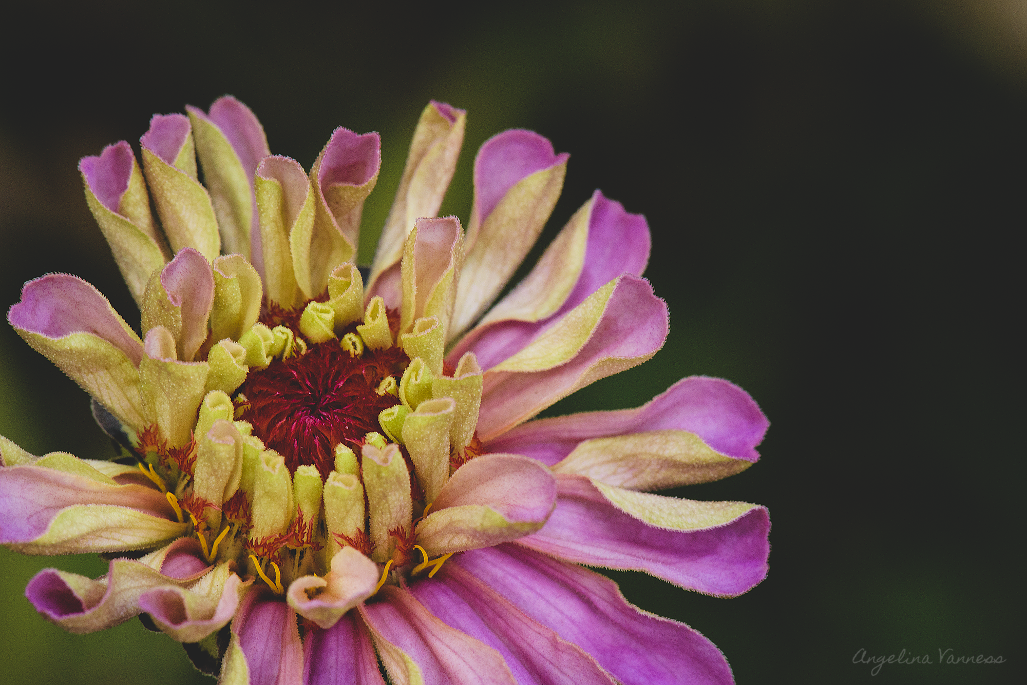 Flowers-5322.png