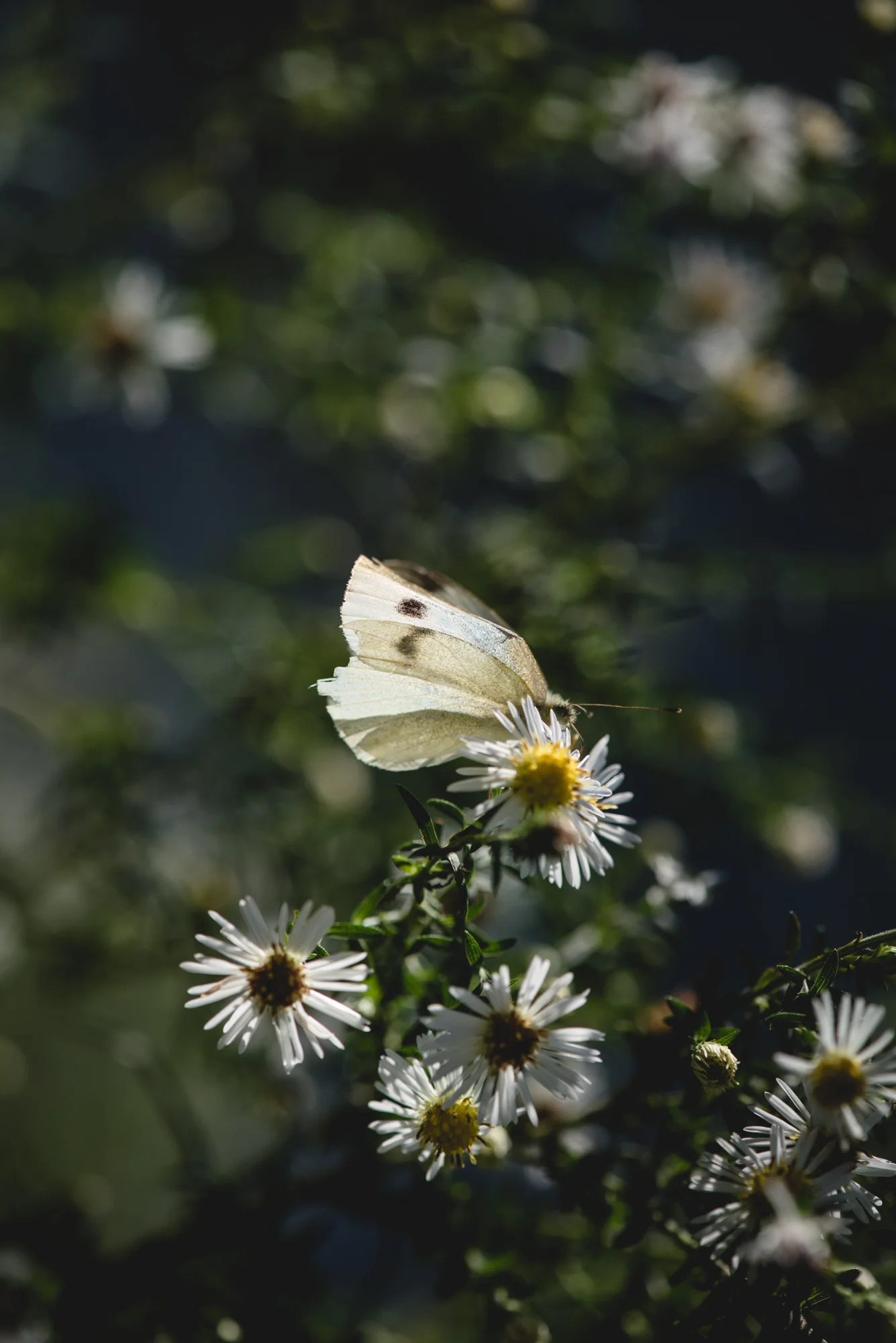 Grasshopers, flowers and bread-4516.jpg
