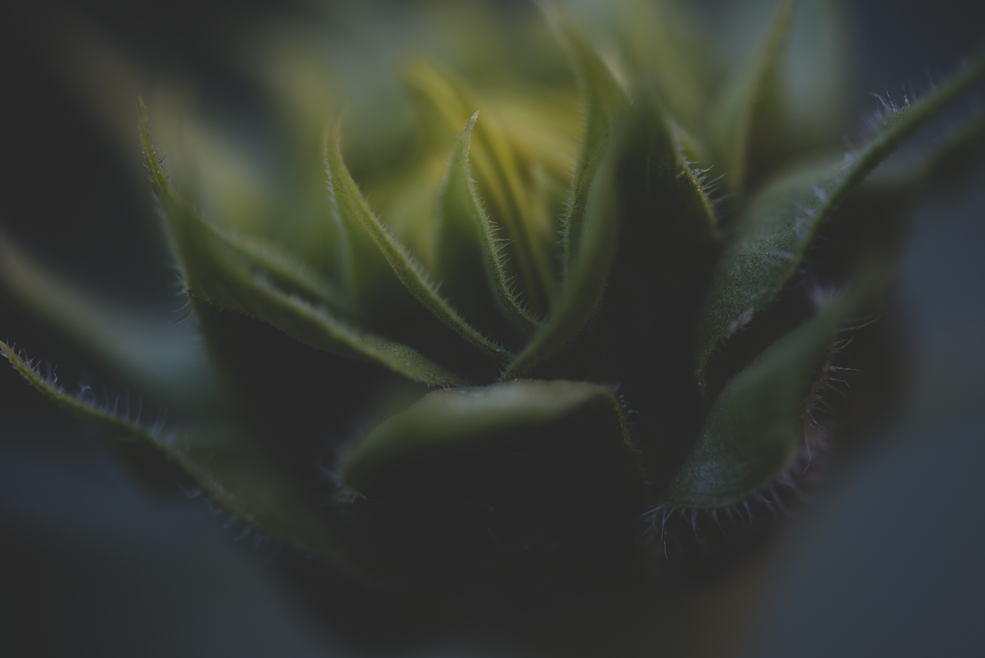 Macro Play-3896.png