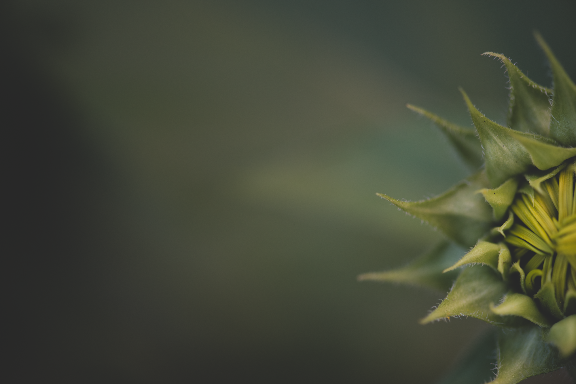Macro Play-3902.png