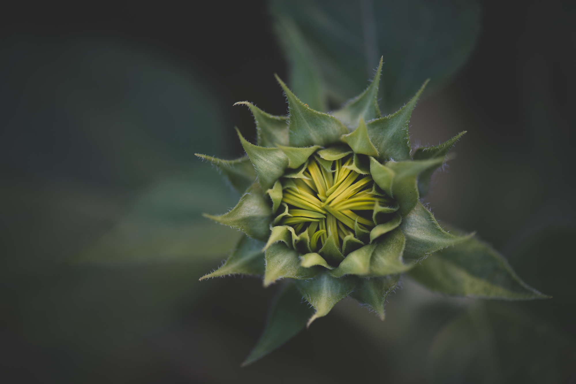 Macro Play-3893.png
