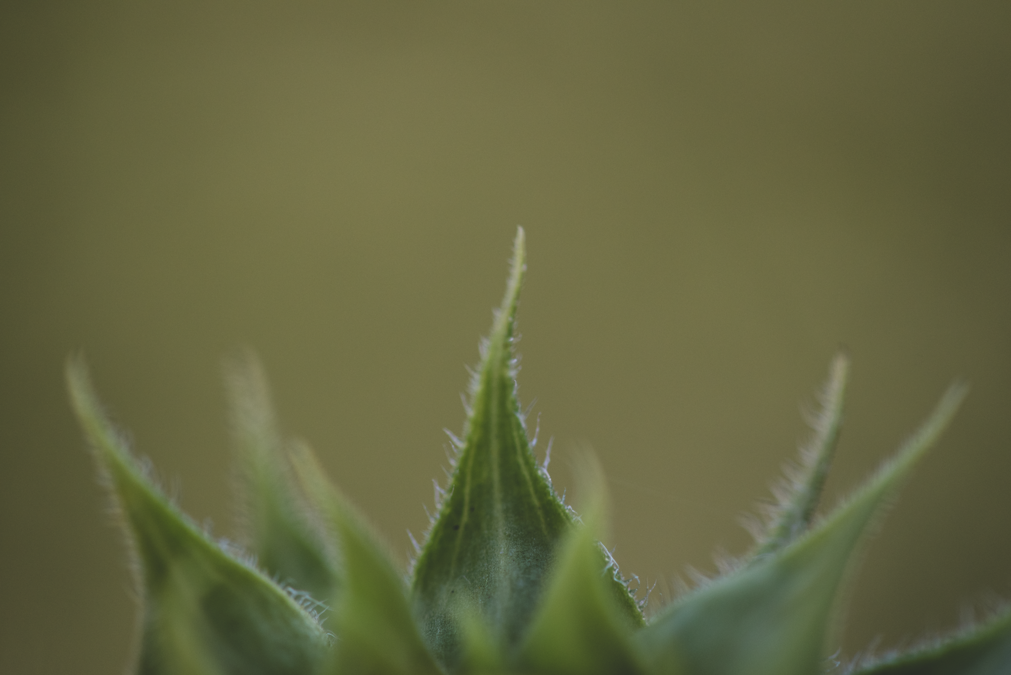 Macro Play-3995.png