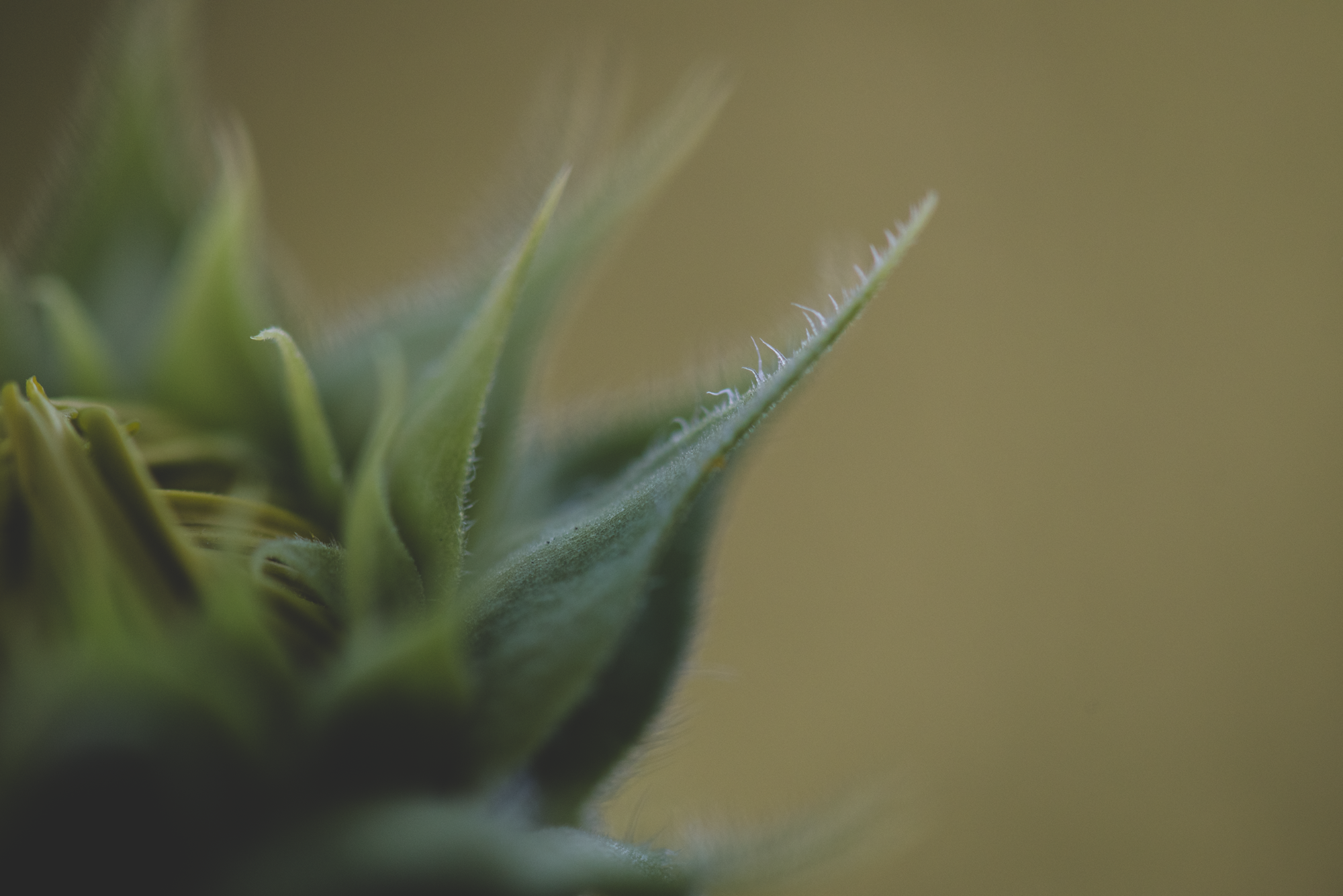 Macro Play-3992.png