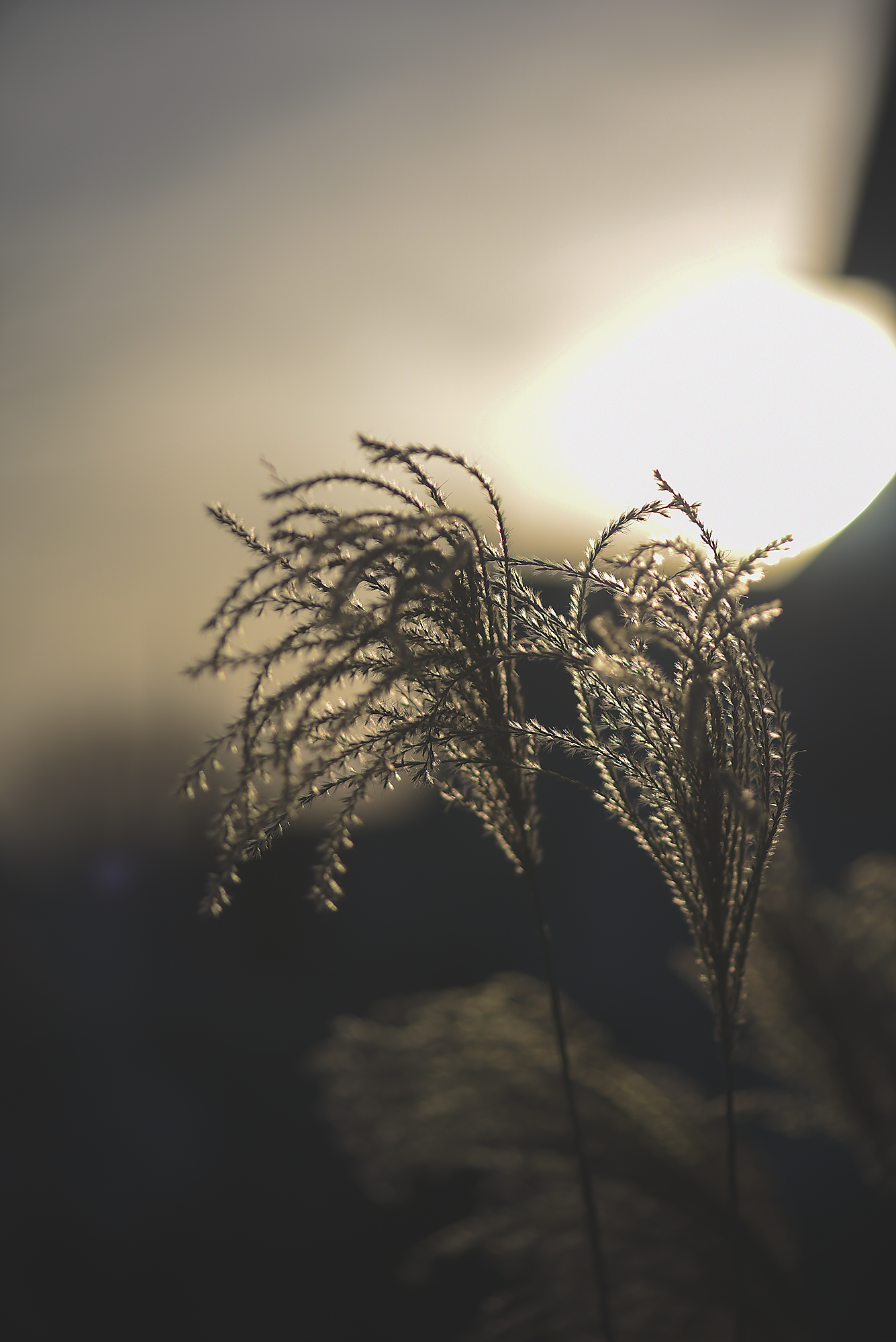 Winter Macro-7426.png
