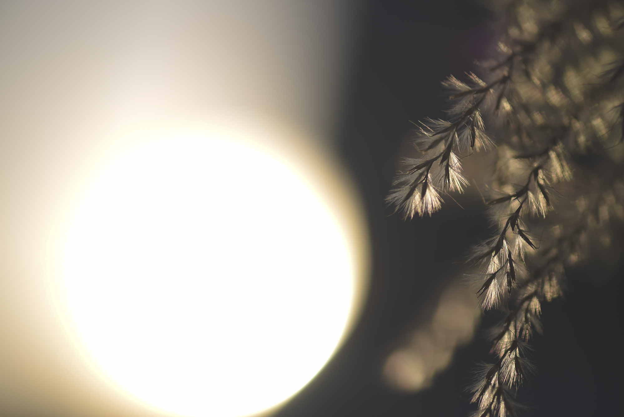 Winter Macro-7441.png