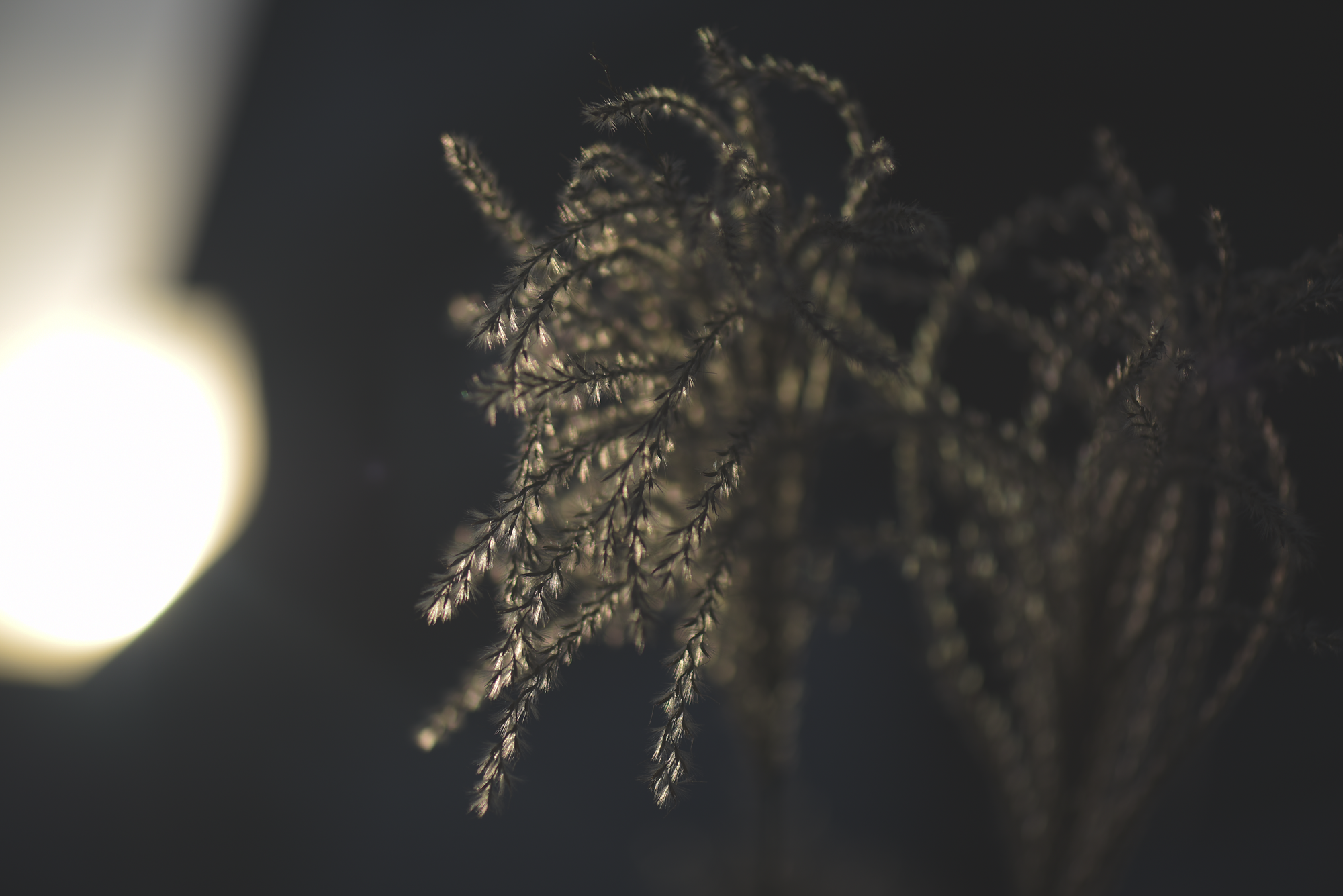Winter Macro-7431.png