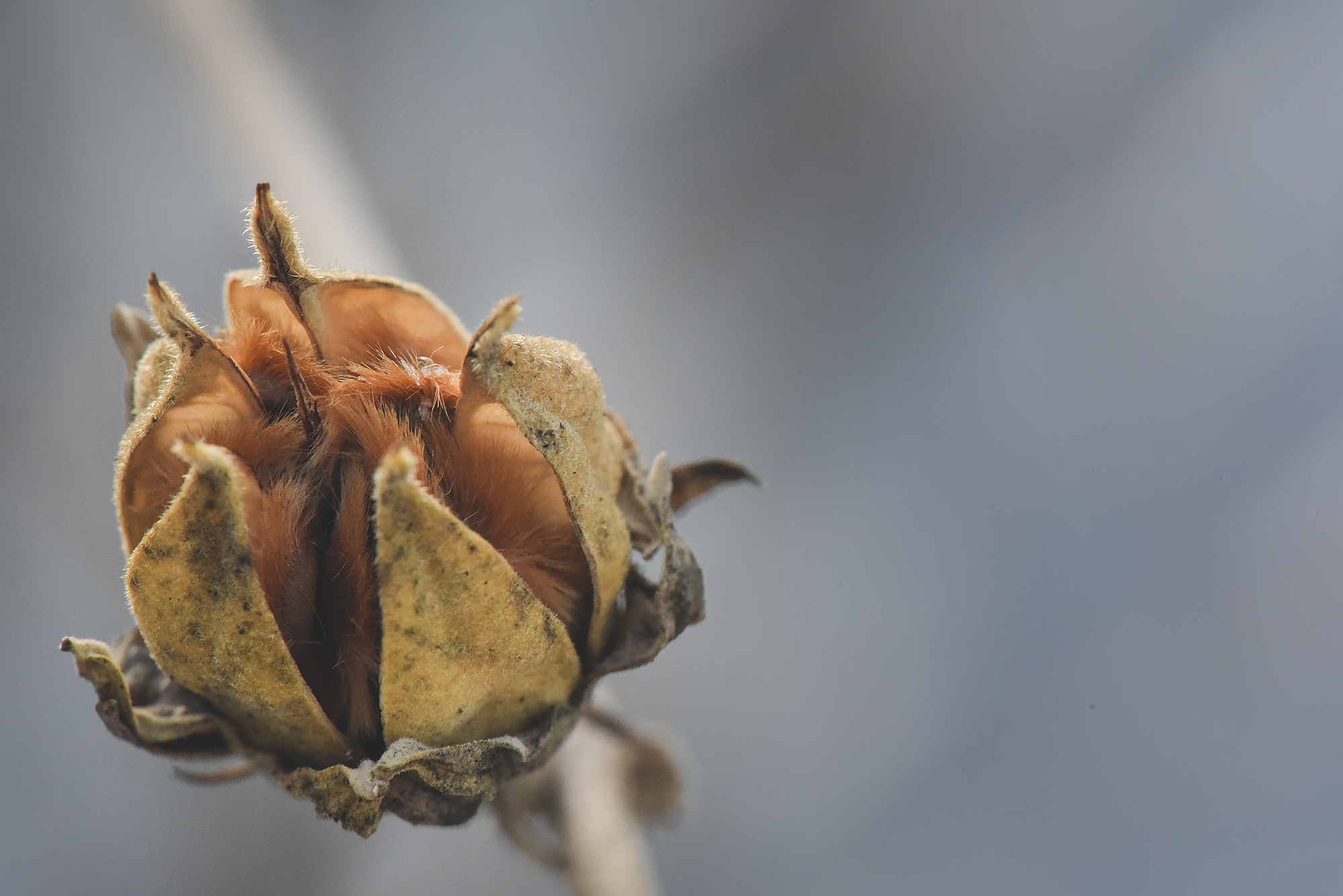 Winter Macro-7467.png