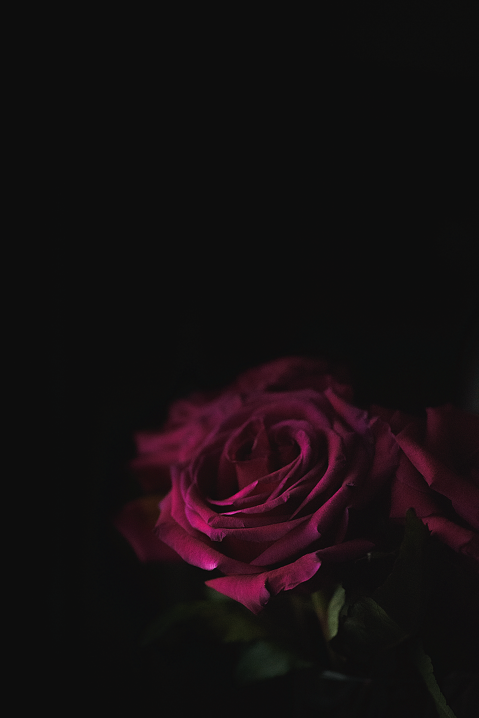 Roses-001.png