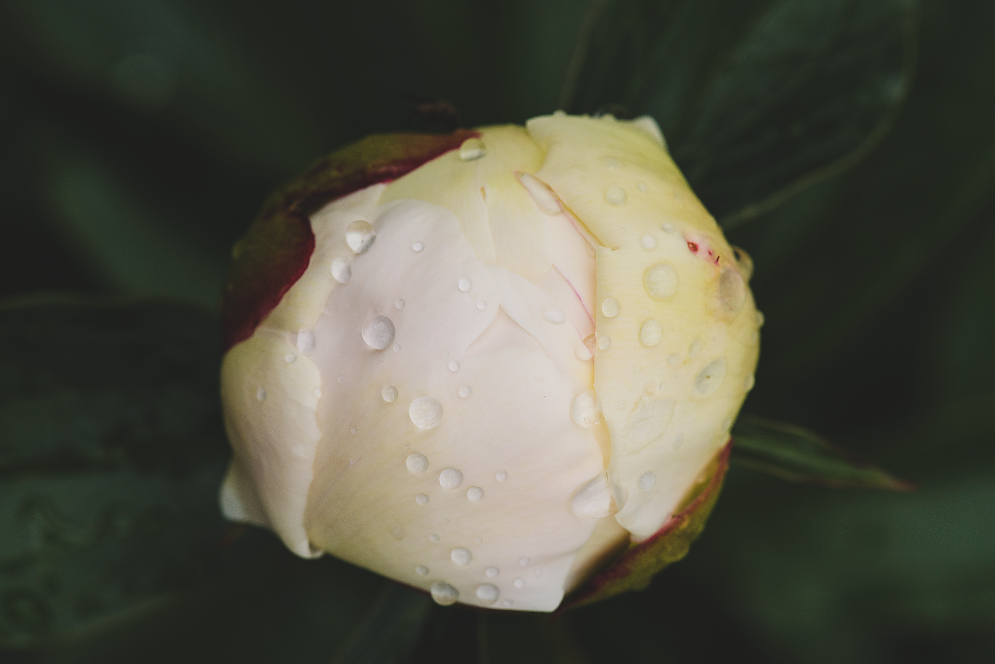 Flower Macros-016.png