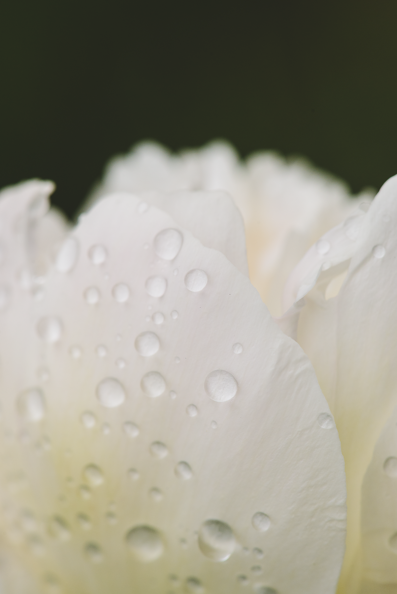 Flower Macros-017.png