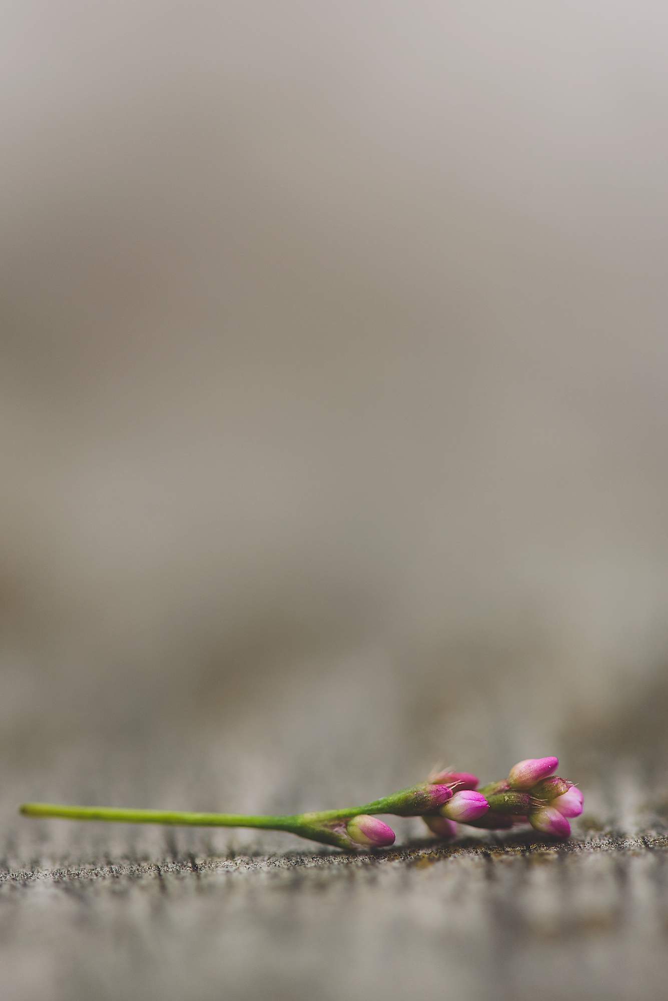 Flower Macros-029.png
