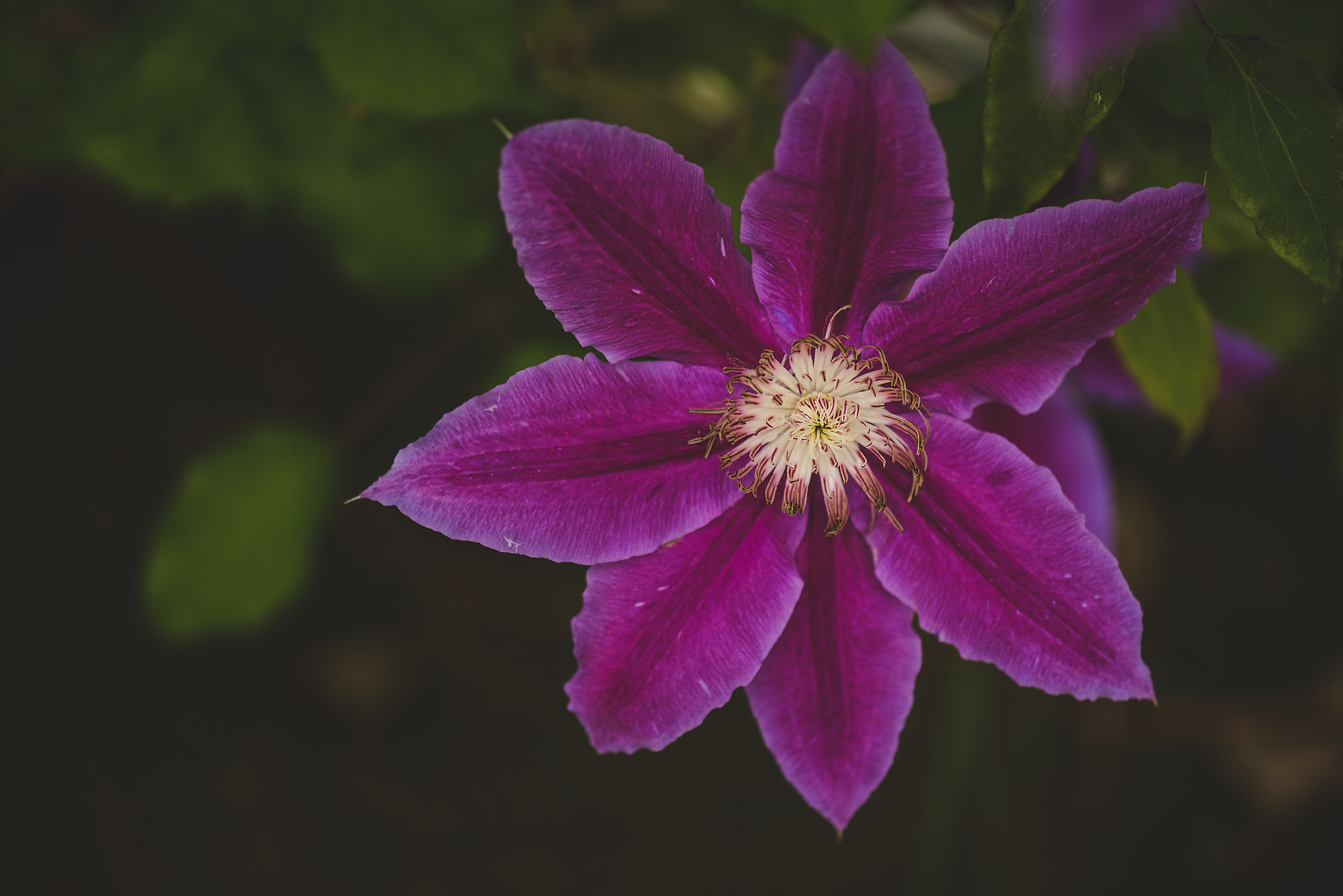 Flower Macros-006.png